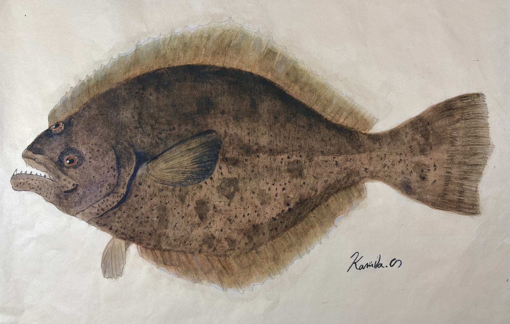 24. “成魚になったら左向き!?”『ヒラメ』の慎重過ぎる生き方