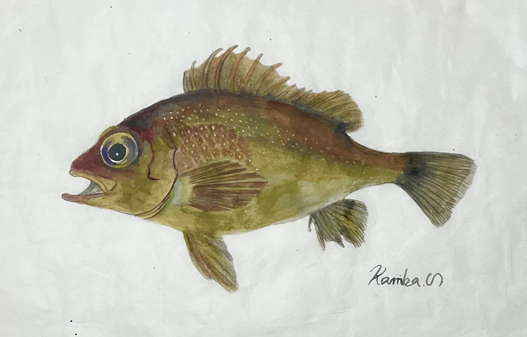 12. “闇に目を凝らす”魚『メバル』は、夜を生きる知恵