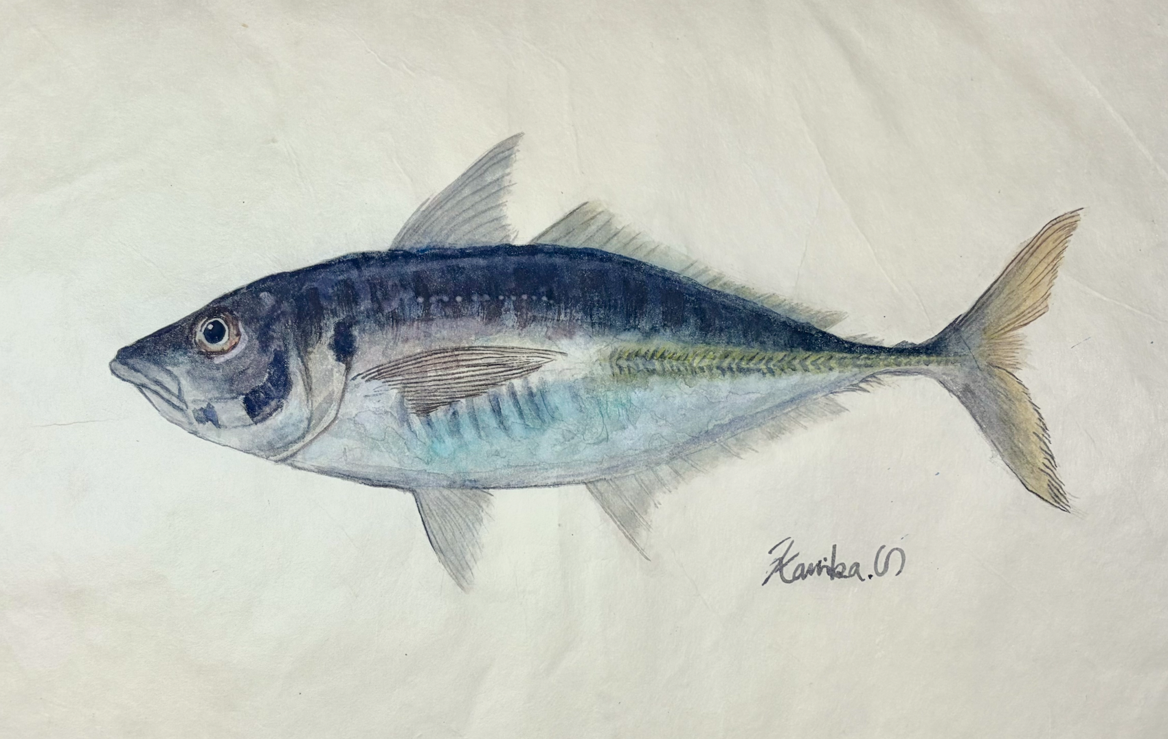 22.“止まれない群れ” が海のリズムを作る。日本の定番食『マアジ』