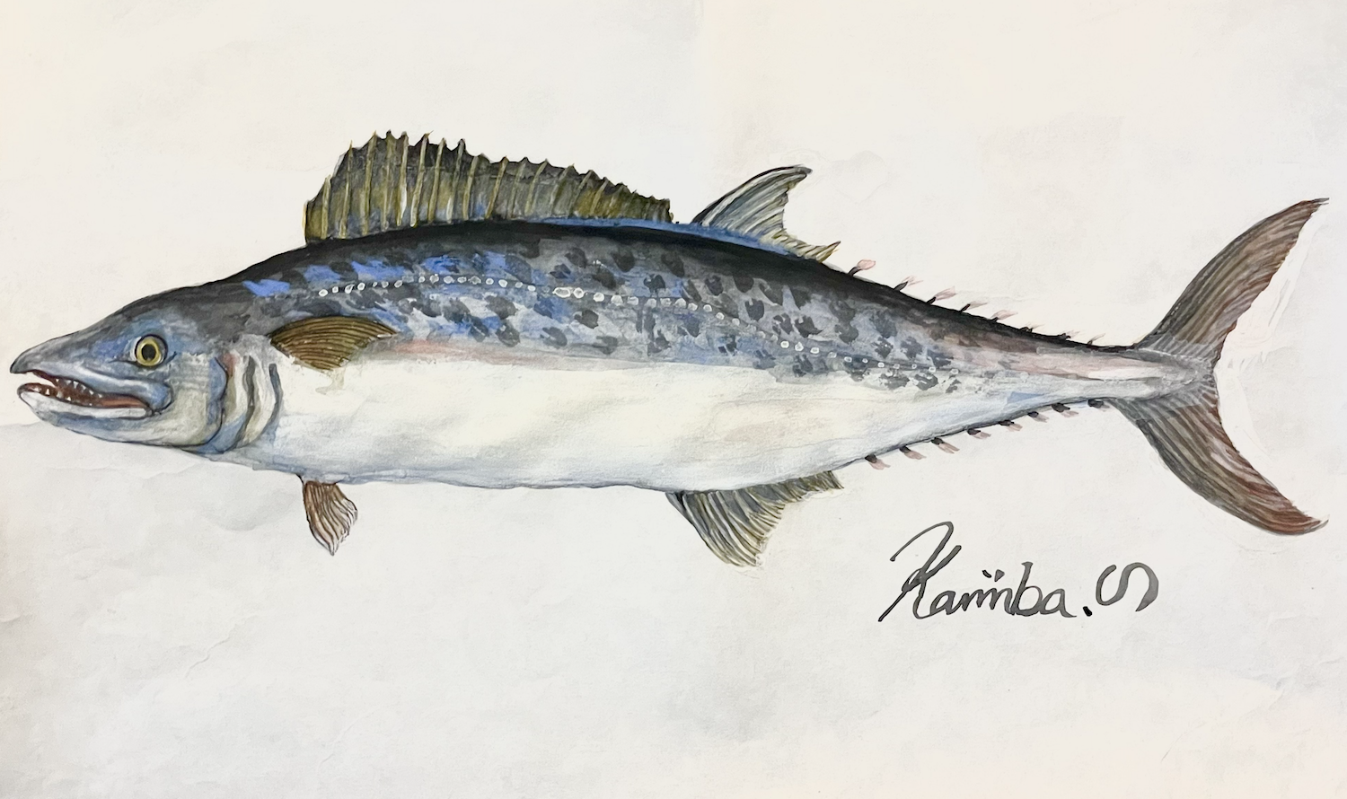 07. 境界を走る”銀の直線”『サワラ』の生態・旬・文化をまとめて解説