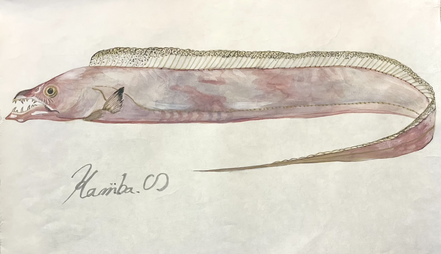 06. 夜に輝く『タチウオ』とは？西日本の海が育てた“銀の刃”の正体。