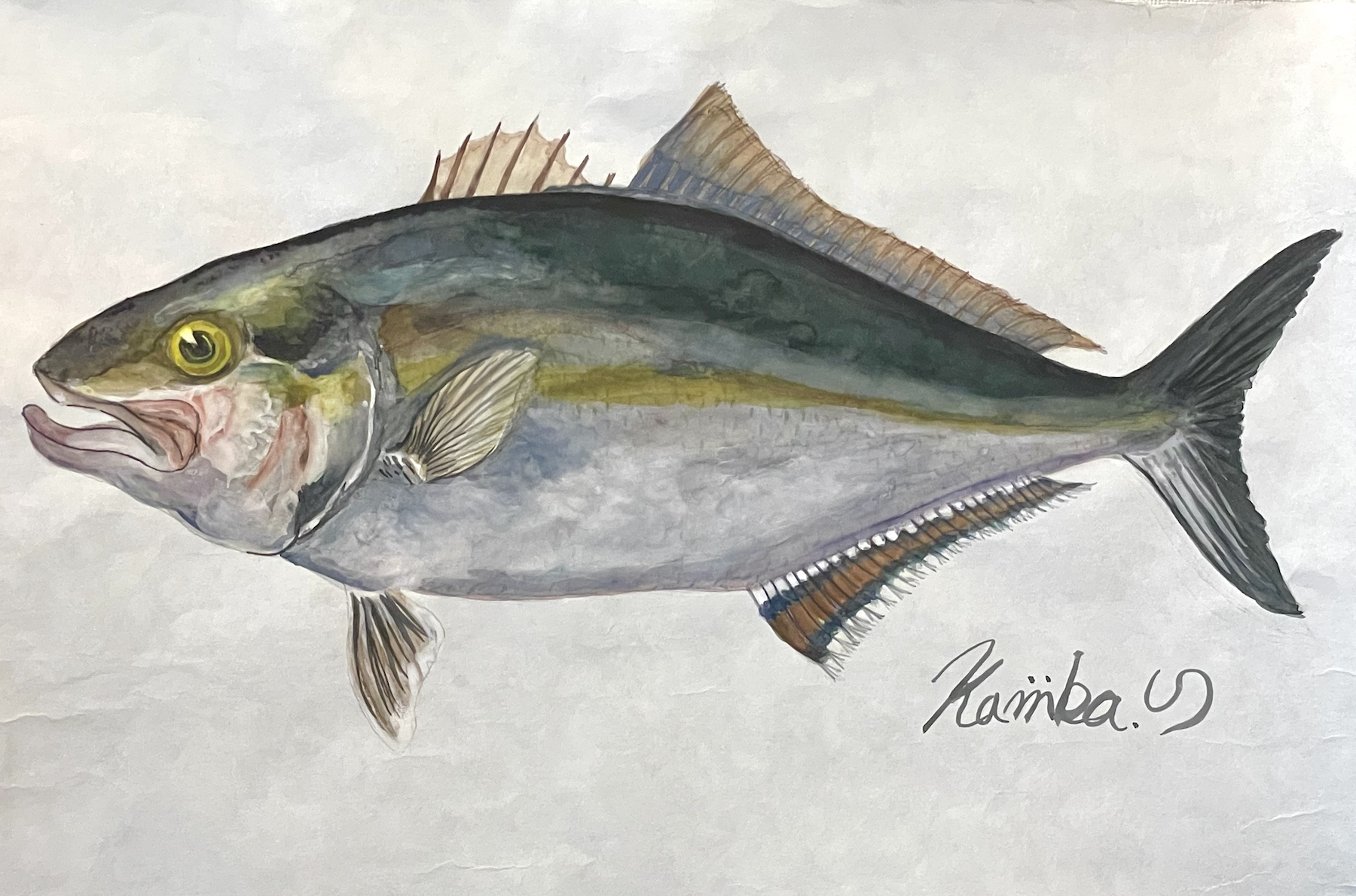 08. 潮を読む力『カンパチ』という”海の知将”に出会う