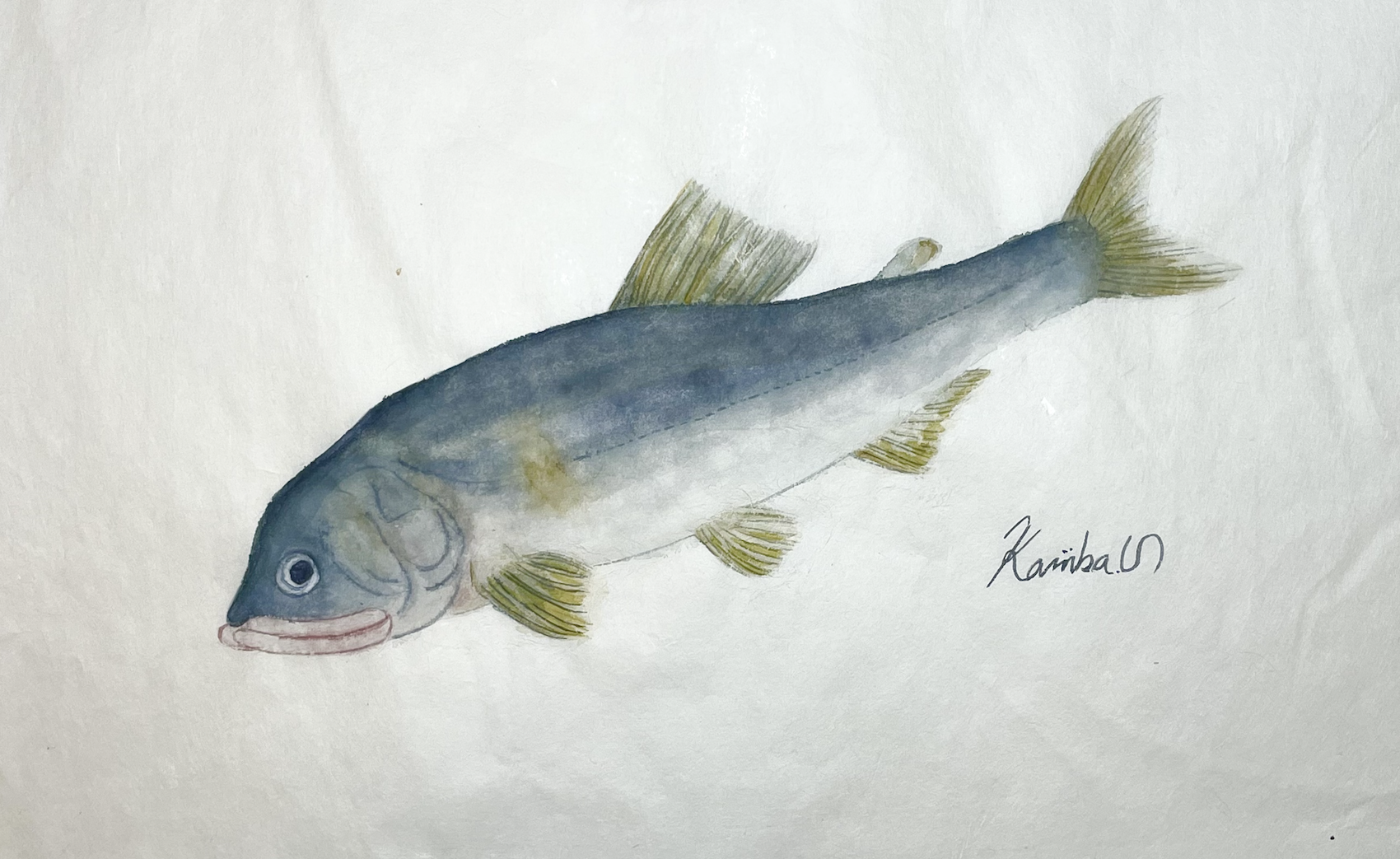 17. 川に一瞬だけ現れる、"美しき魚" 『アユ』