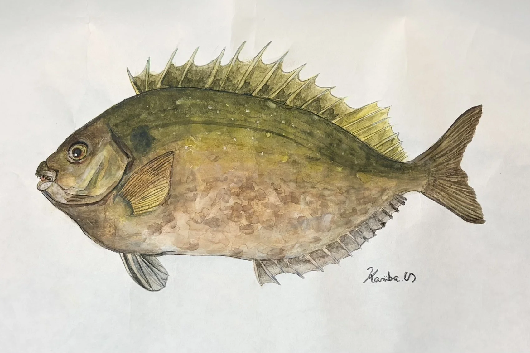 34. 『アイゴ』が見舞う守りの毒棘  “磯の静けさと一刺し ”