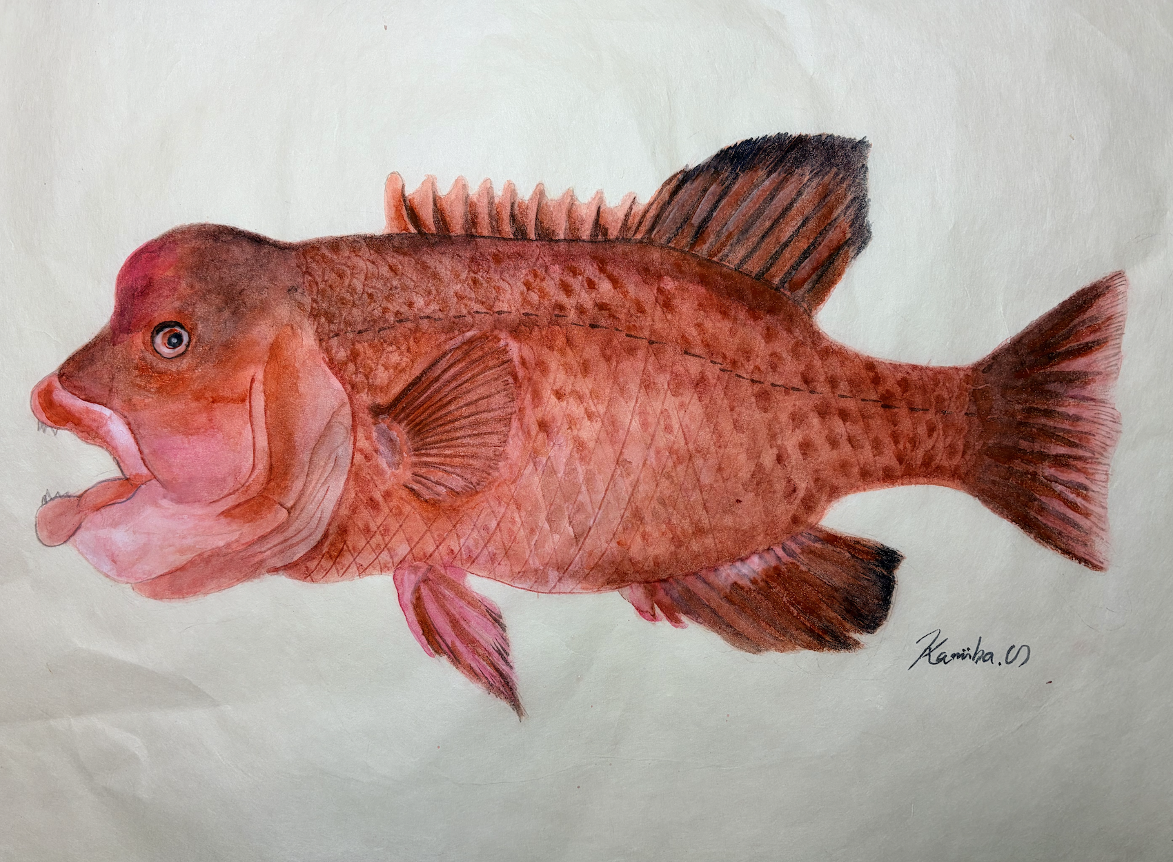 23."人面魚!?" 記憶という知性を宿す『コブダイ』