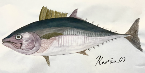 クロマグロの姿