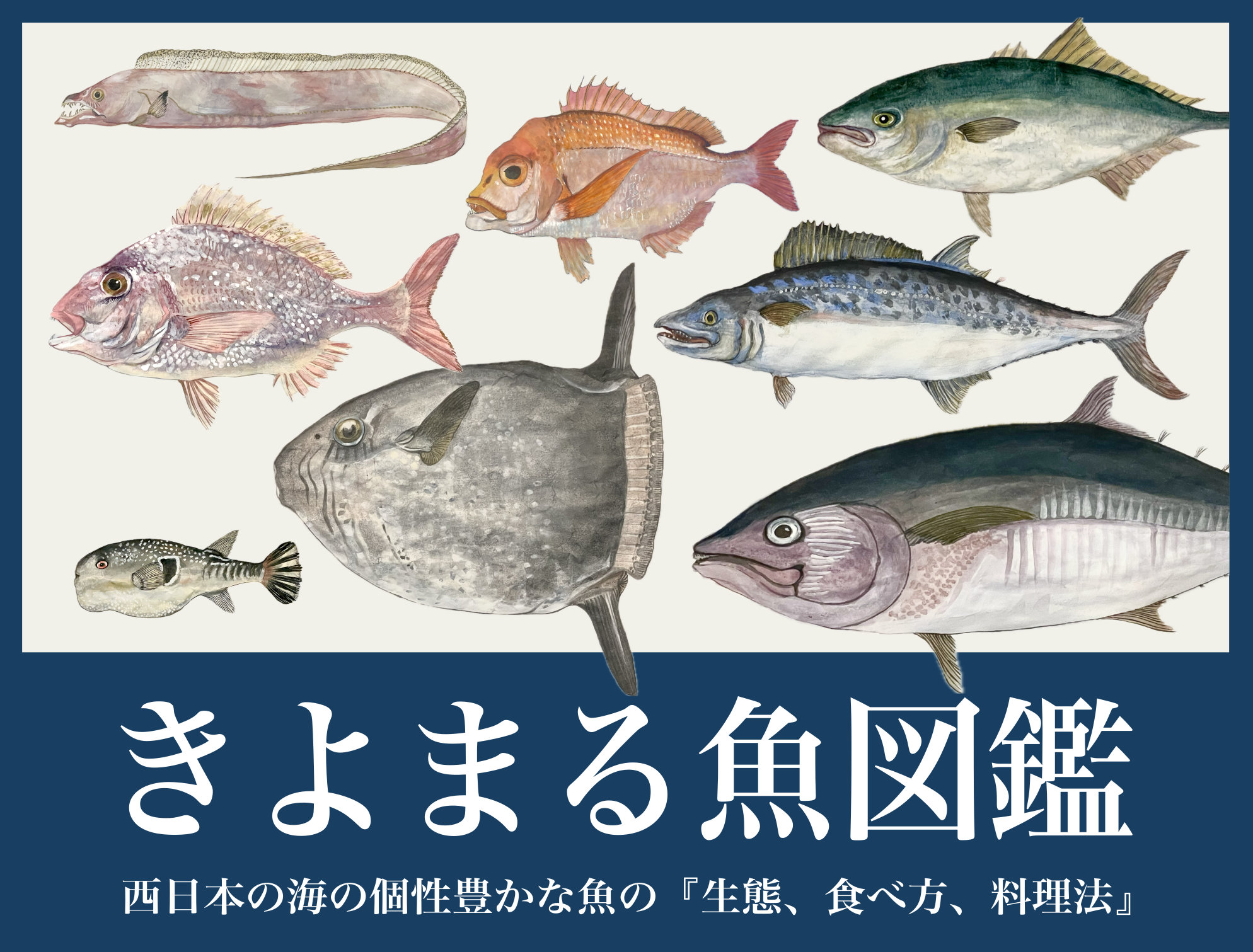 喜代丸がお届けする西日本の海の個性豊かな魚の『生態・食べ方・料理法』きよまる魚図鑑