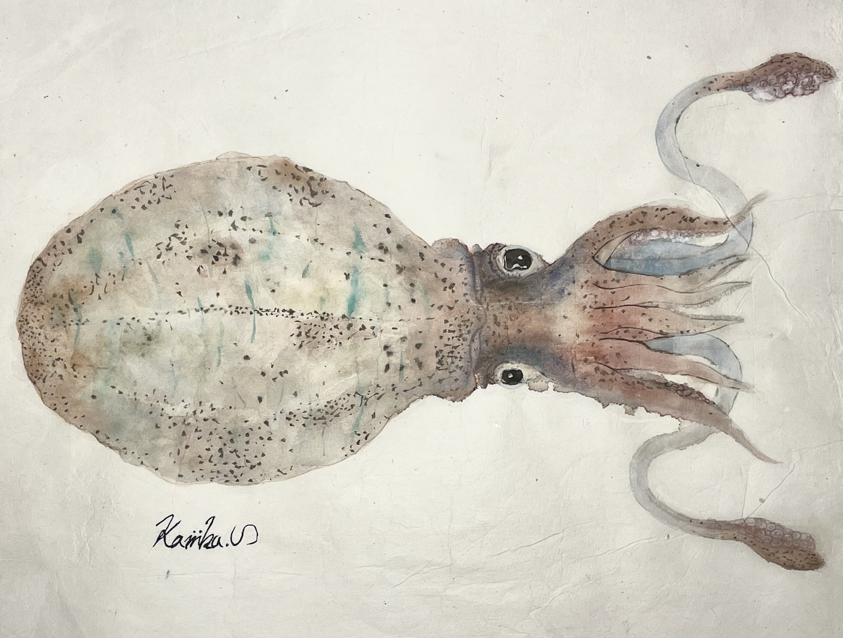 アオリイカの姿