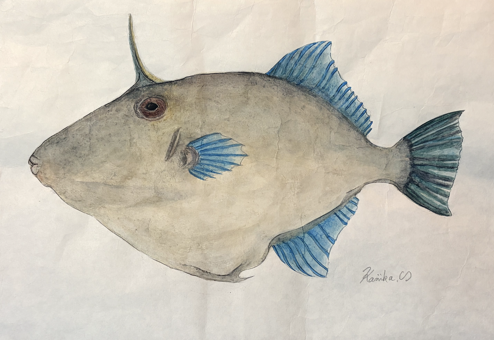 32. “群れの中の距離感” 斜に構える『ウマズラハギ』という存在