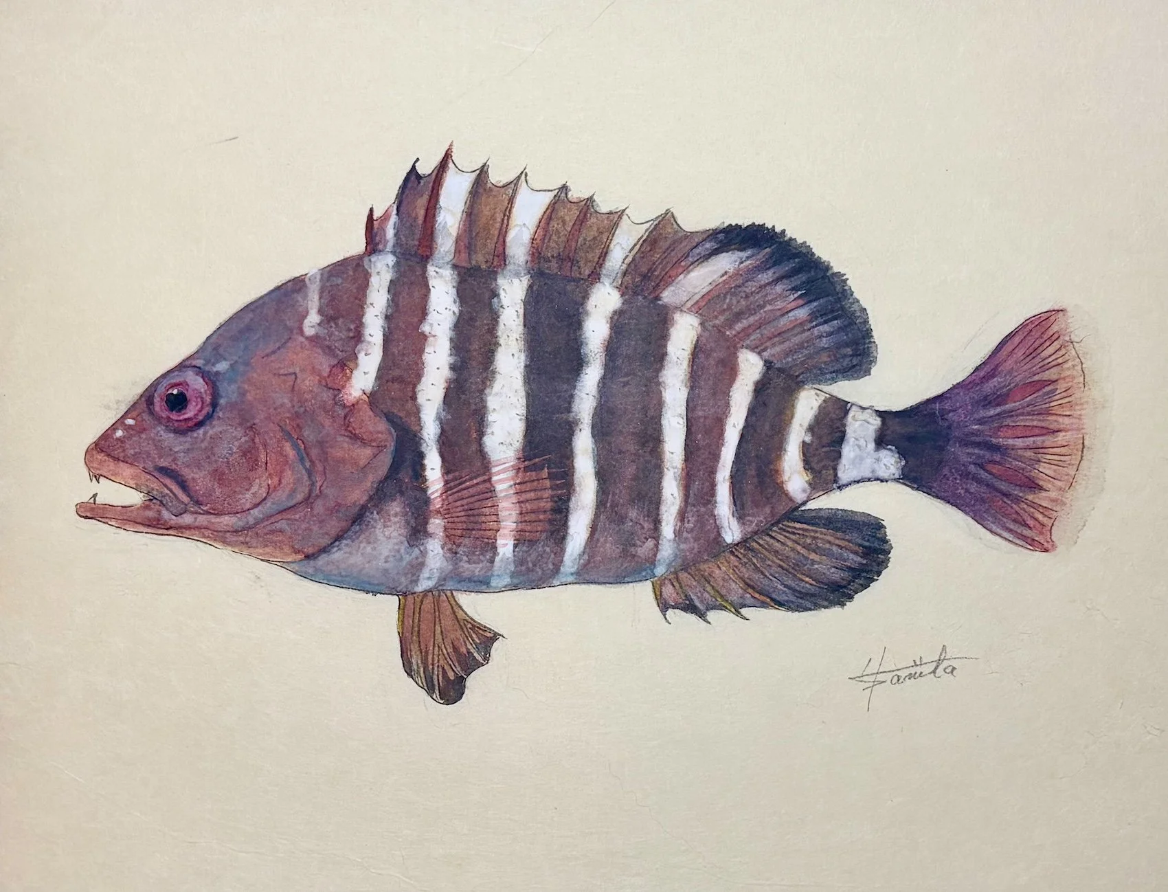 49. 幻の高級魚『マハタ』我と向き合う”大器晩成の価値”