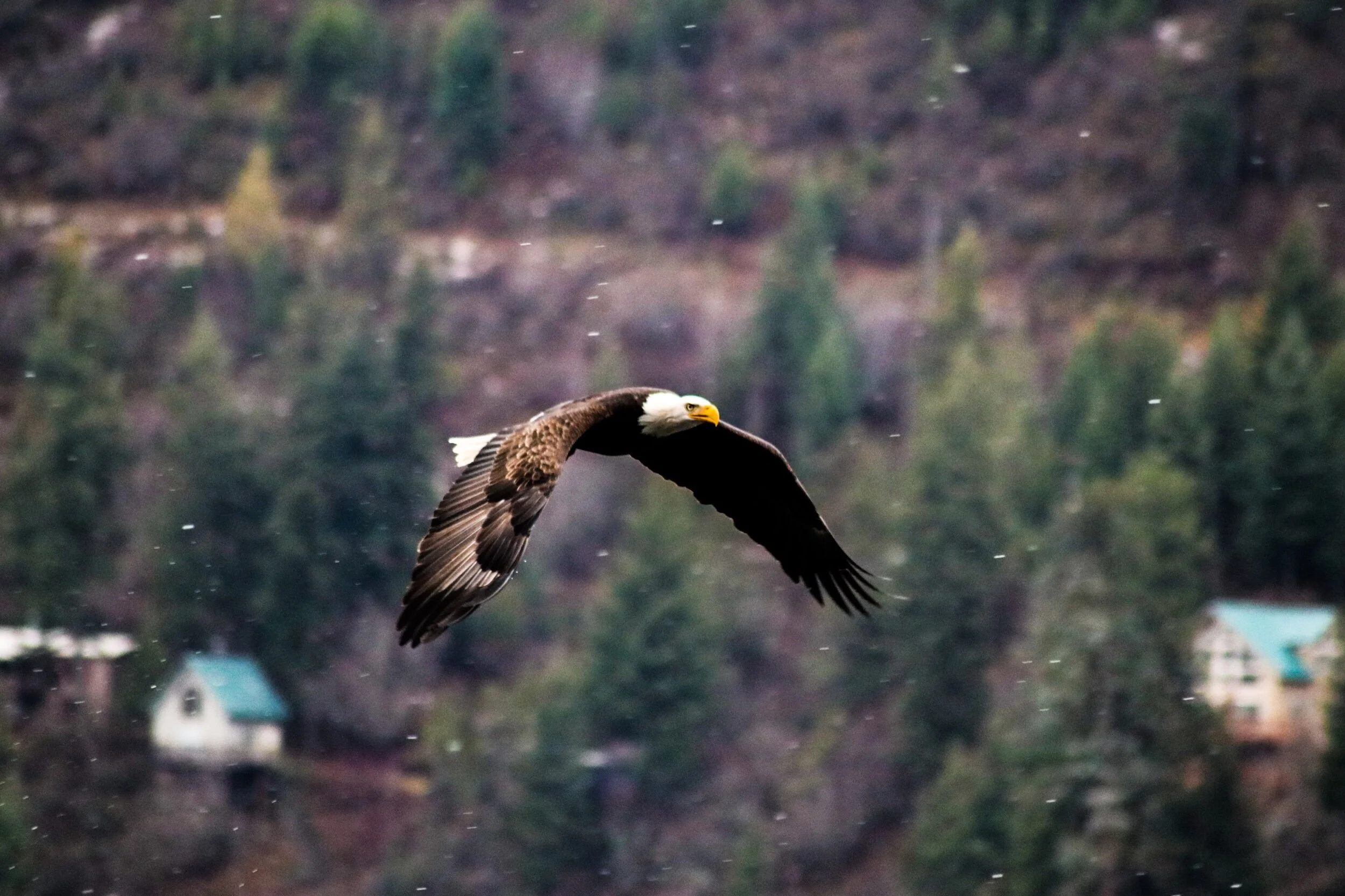 Eagles 12.14.19