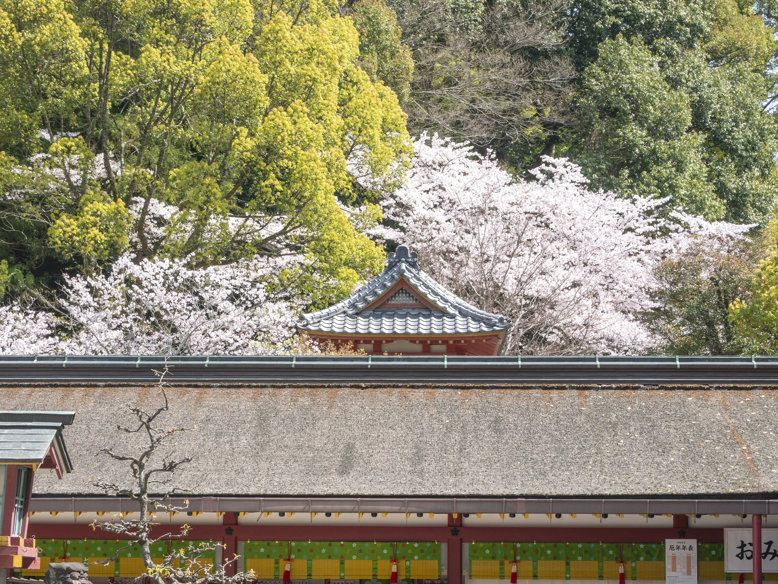 2023-04-Kyushu-Island-Japan (1 of 94).jpg