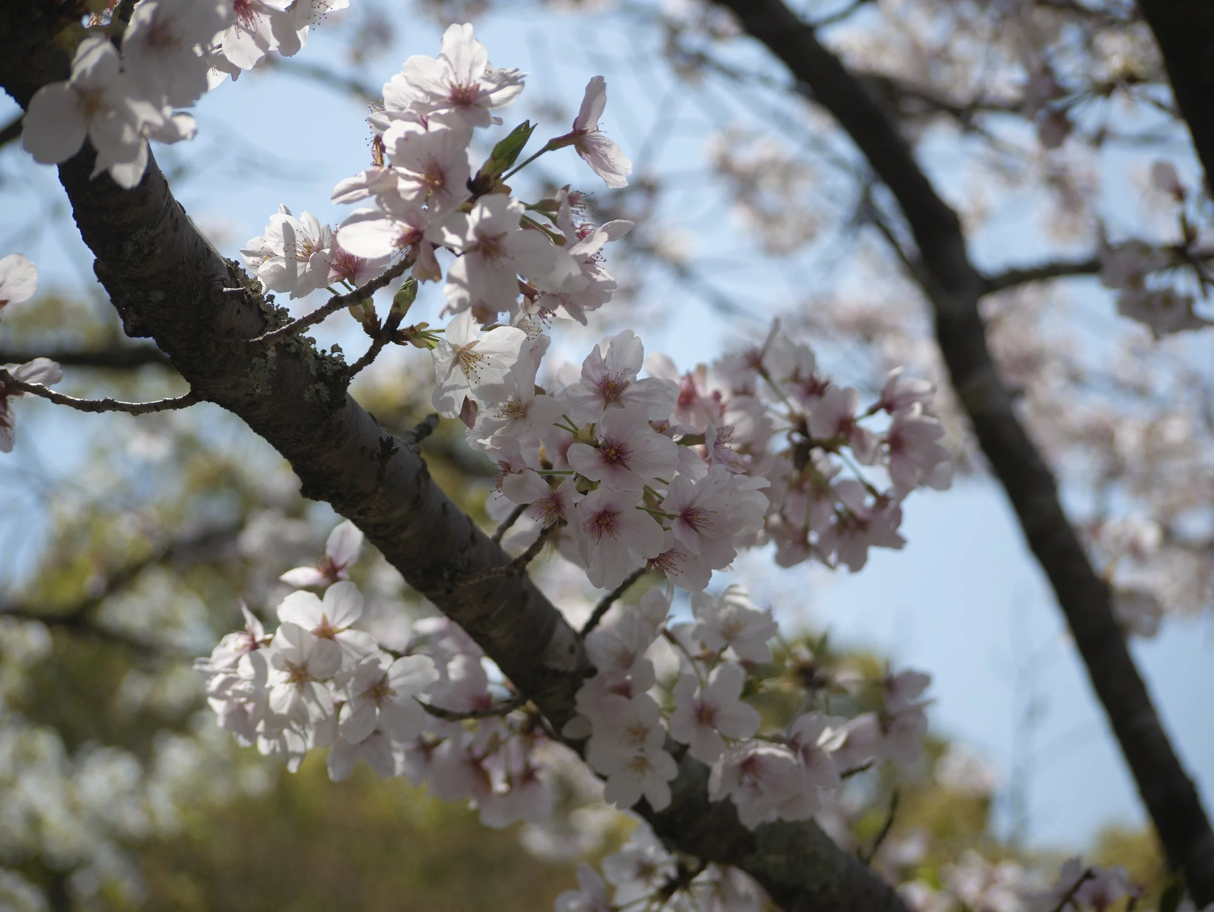 2023-04-Kyushu-Island-Japan (10 of 94).jpg