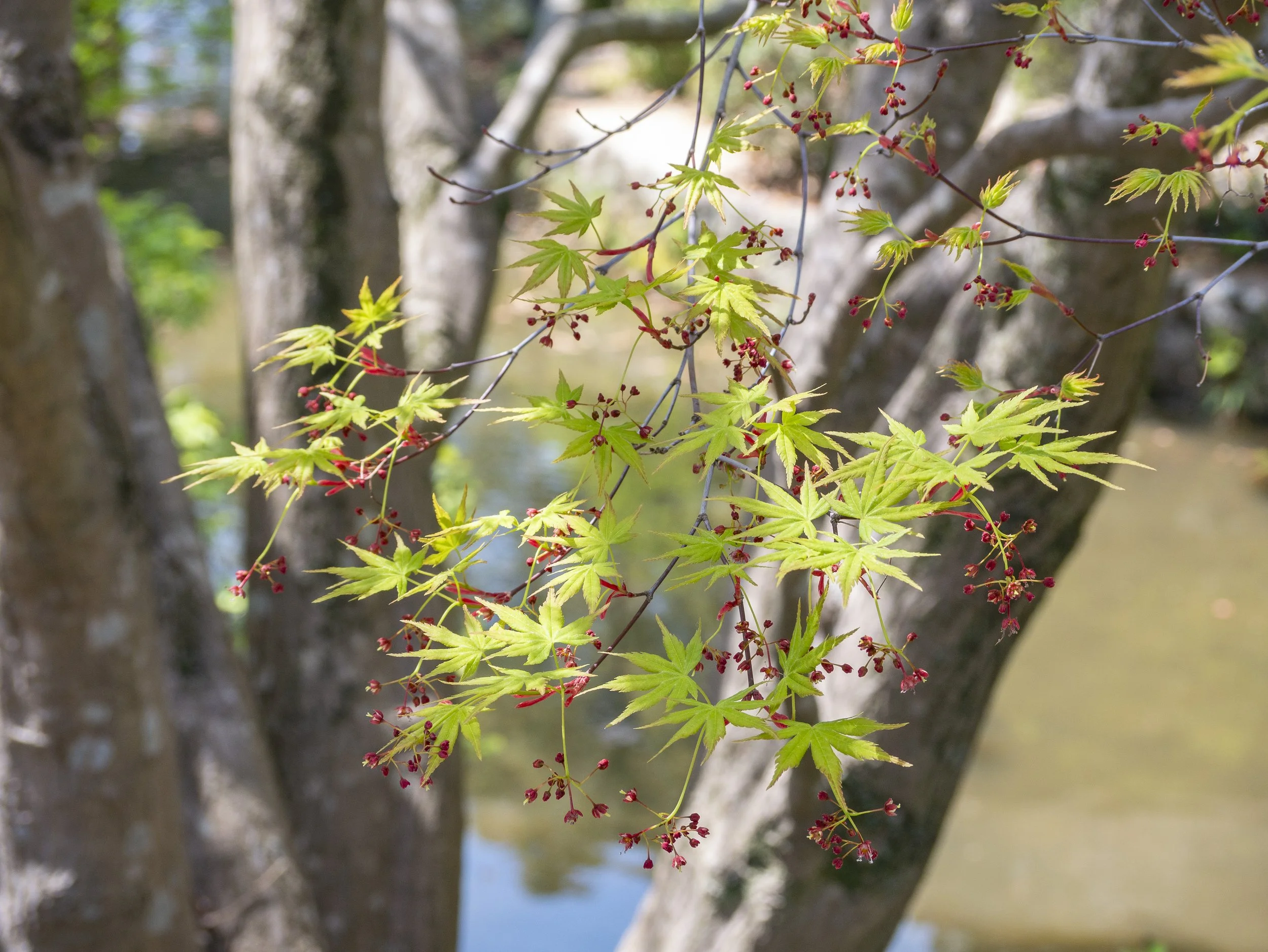 2023-04-Kyushu-Island-Japan (25 of 94).jpg