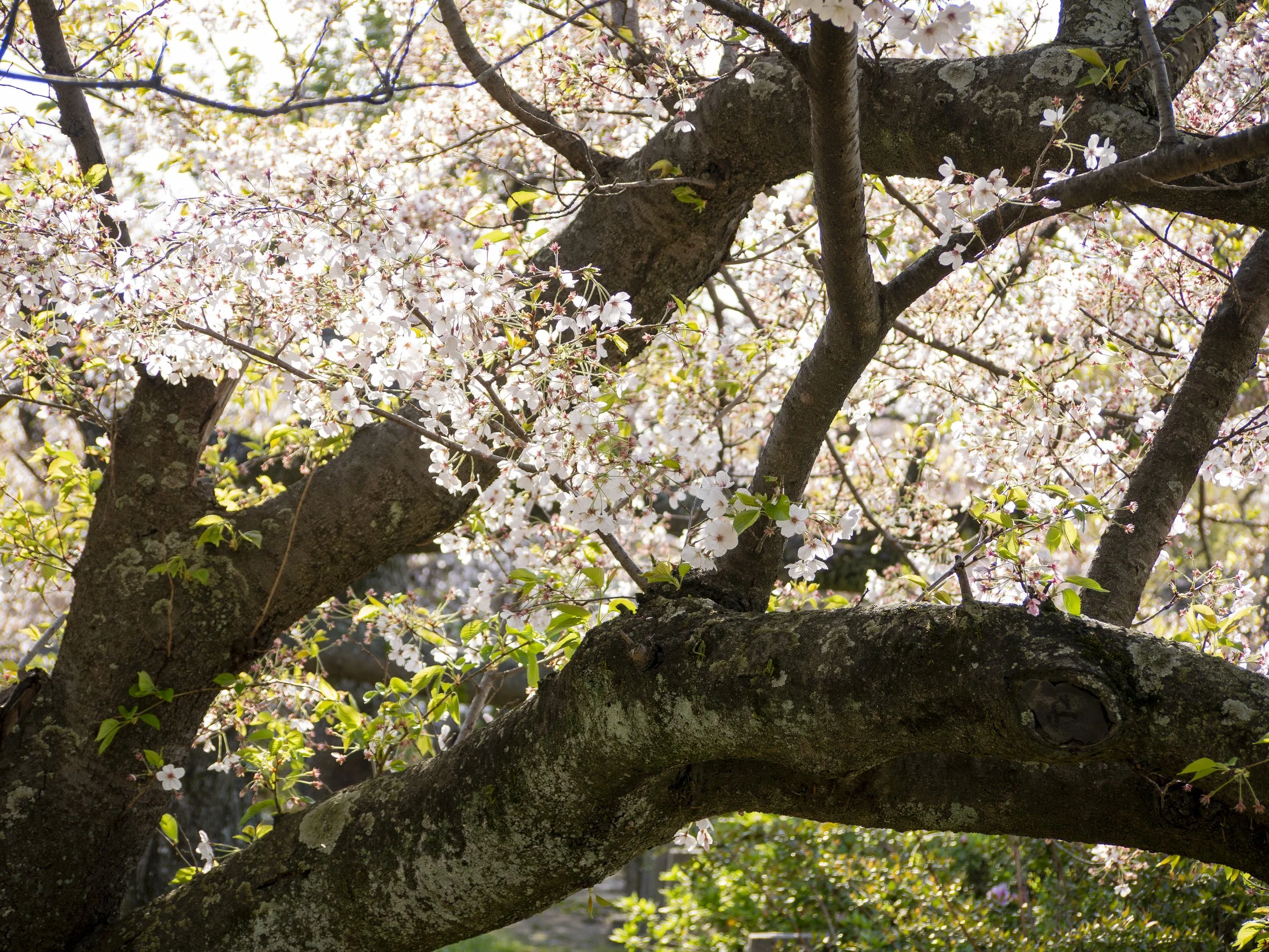2023-04-Kyushu-Island-Japan (65 of 94).jpg