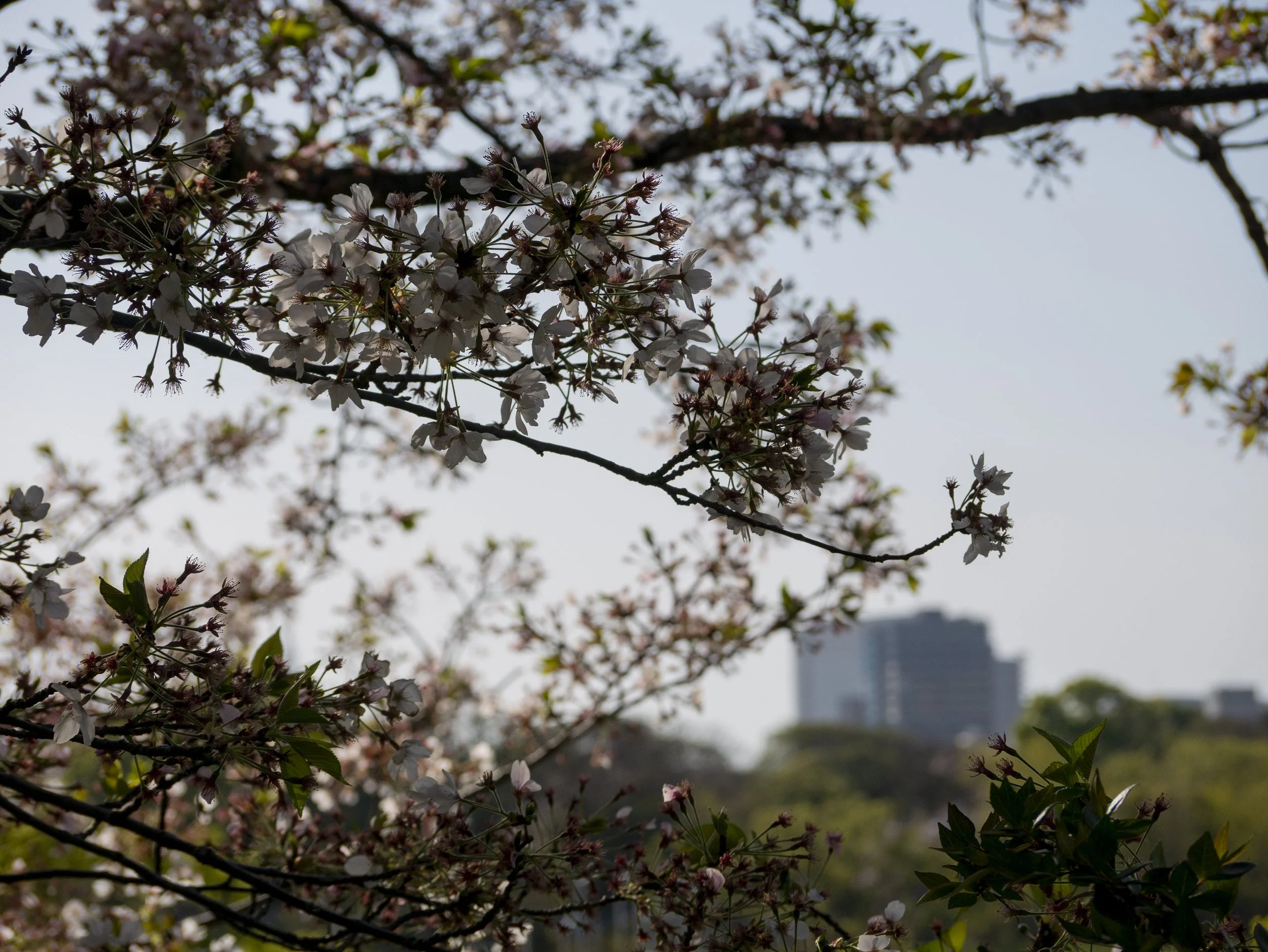 2023-04-Kyushu-Island-Japan (69 of 94).jpg