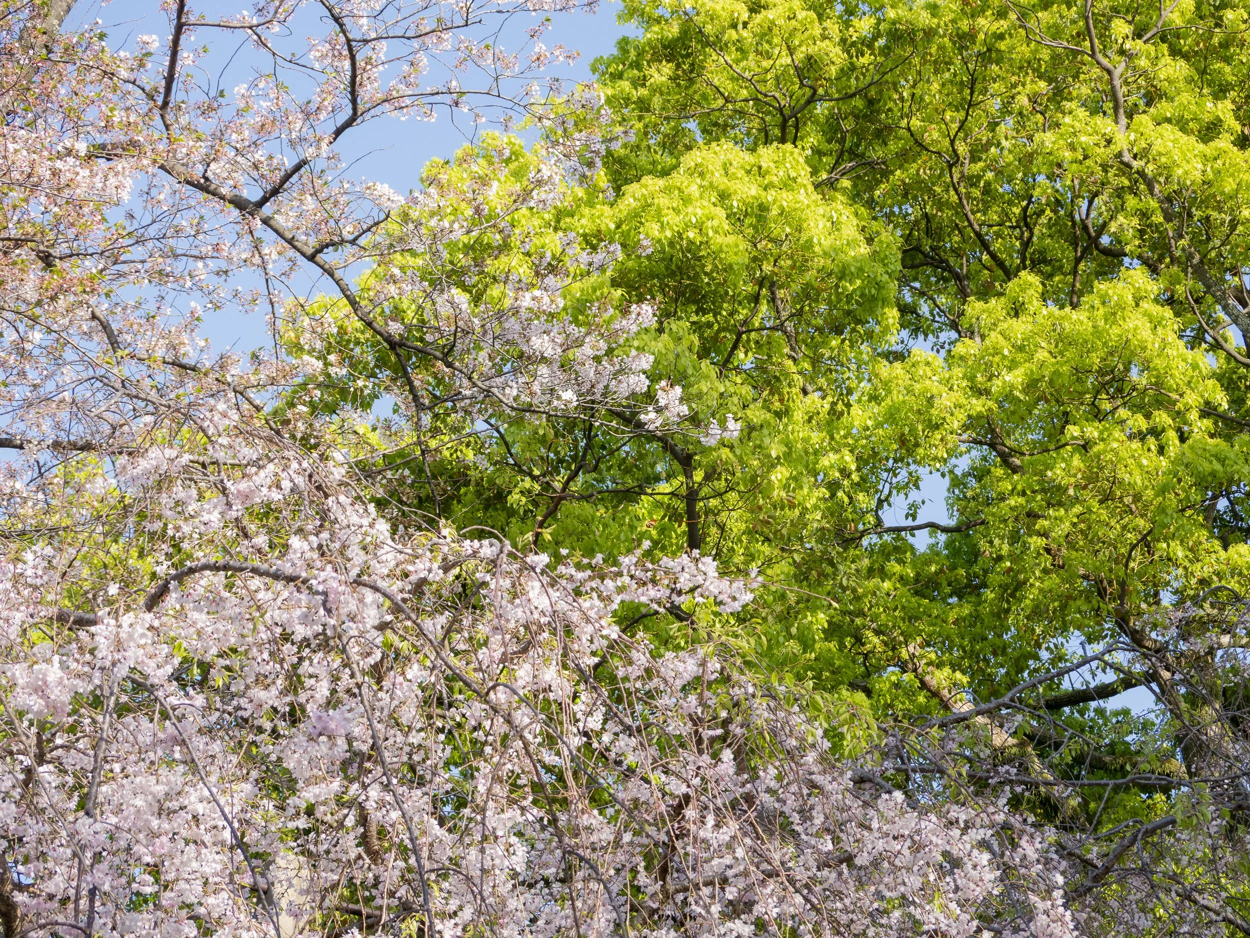 2023-04-Kyushu-Island-Japan (73 of 94).jpg