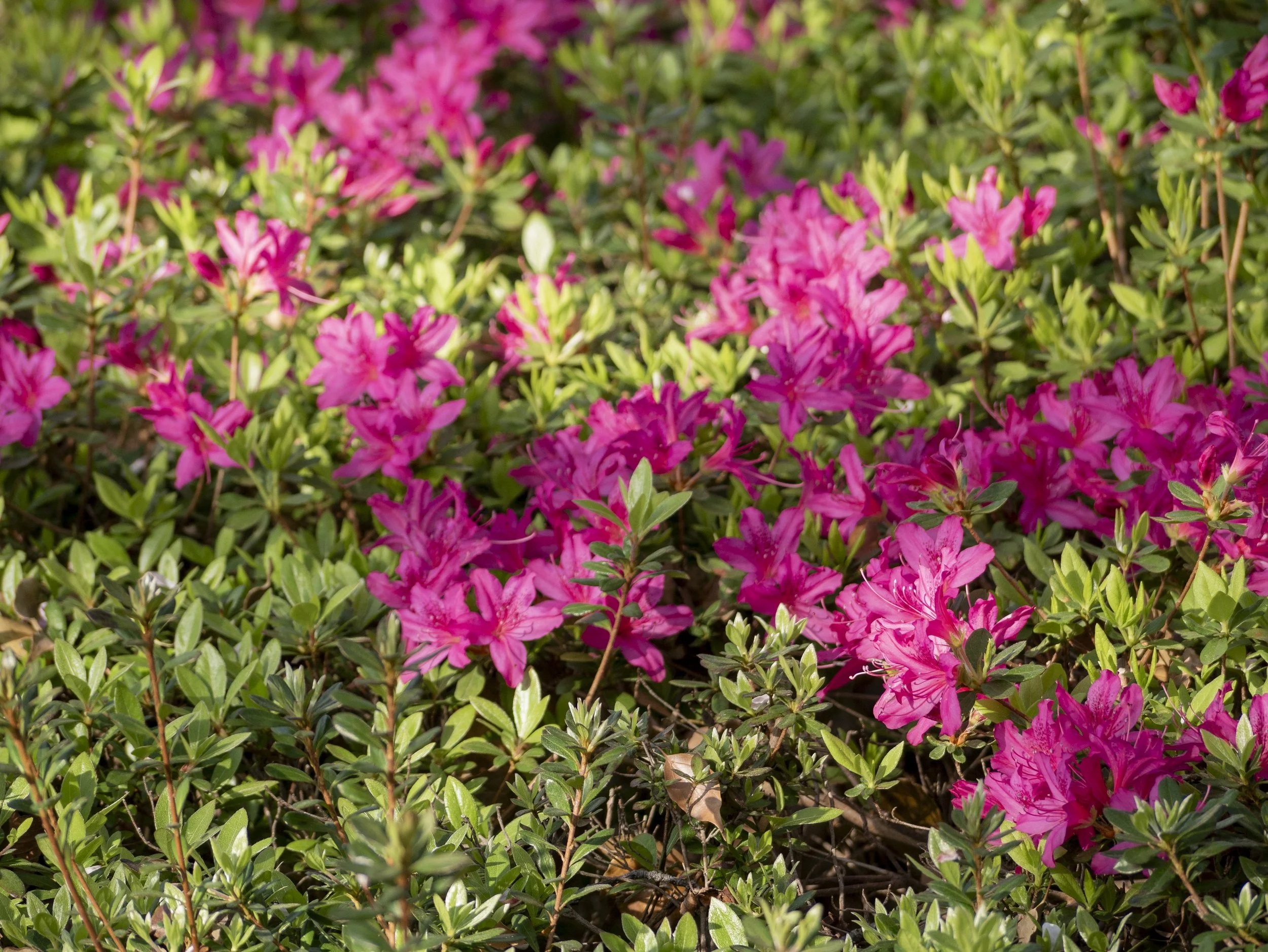 2023-04-Kyushu-Island-Japan (77 of 94).jpg