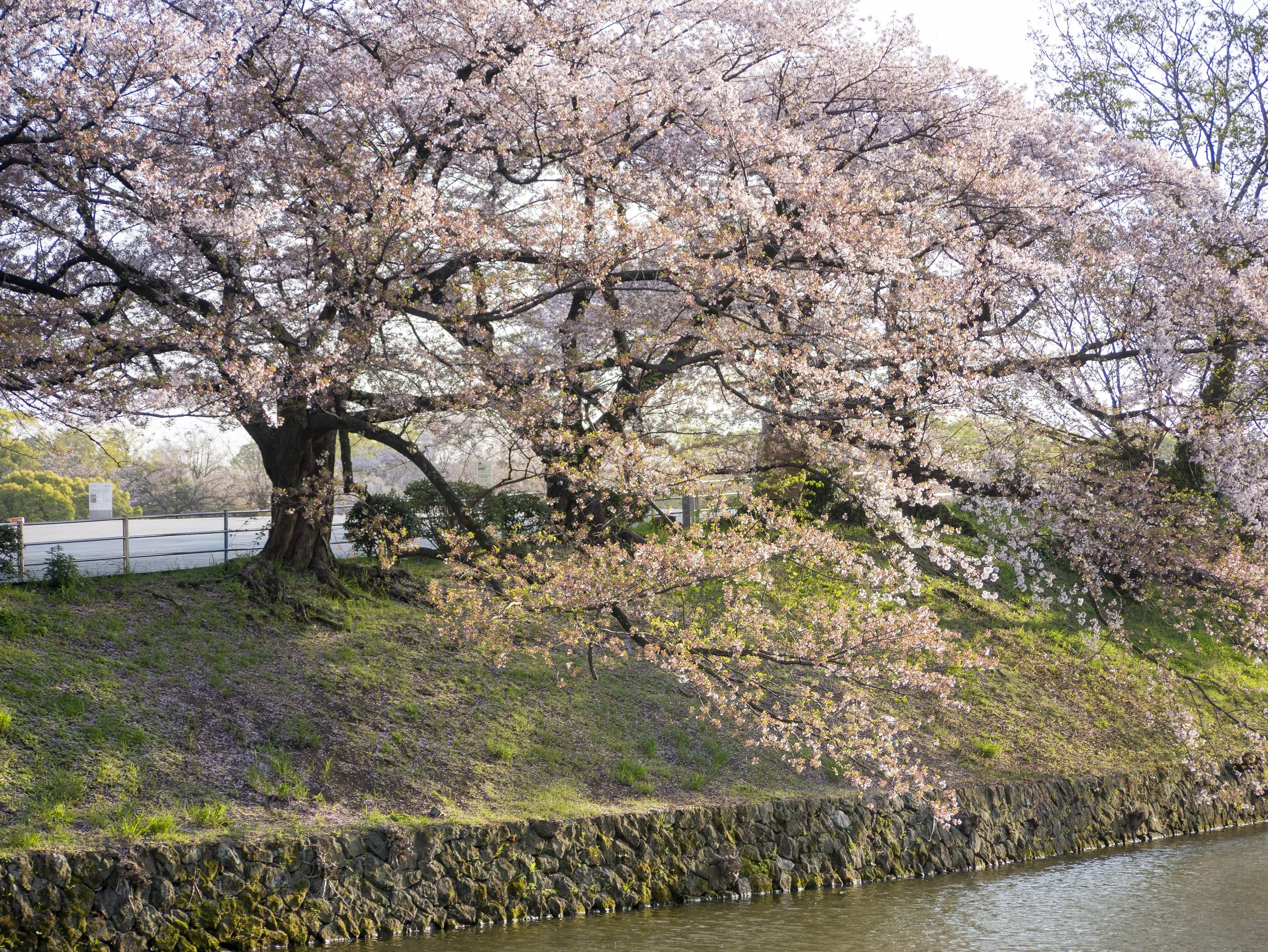 2023-04-Kyushu-Island-Japan (91 of 94).jpg