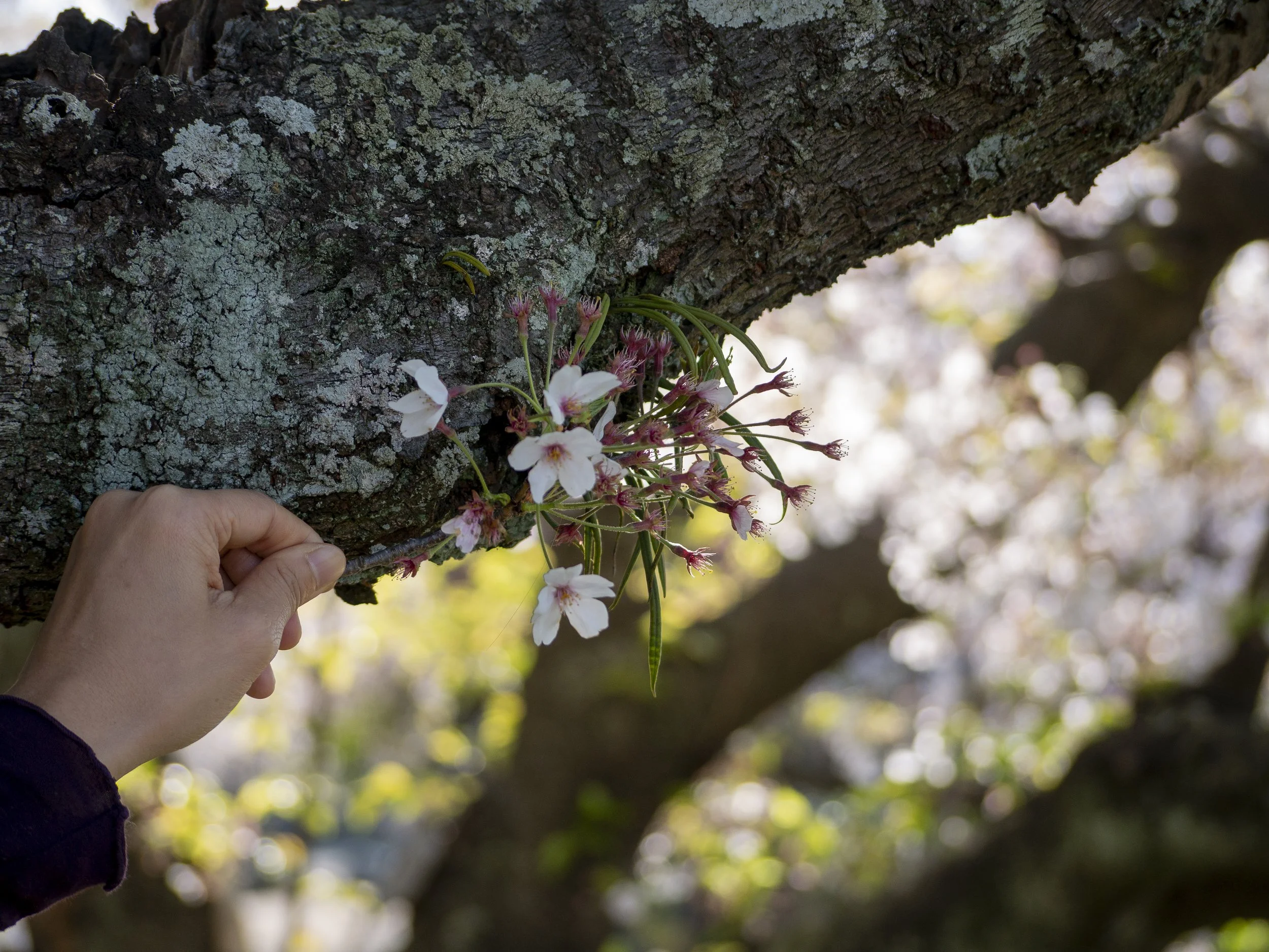 2023-04-Kyushu-Island-Japan (66 of 94).jpg