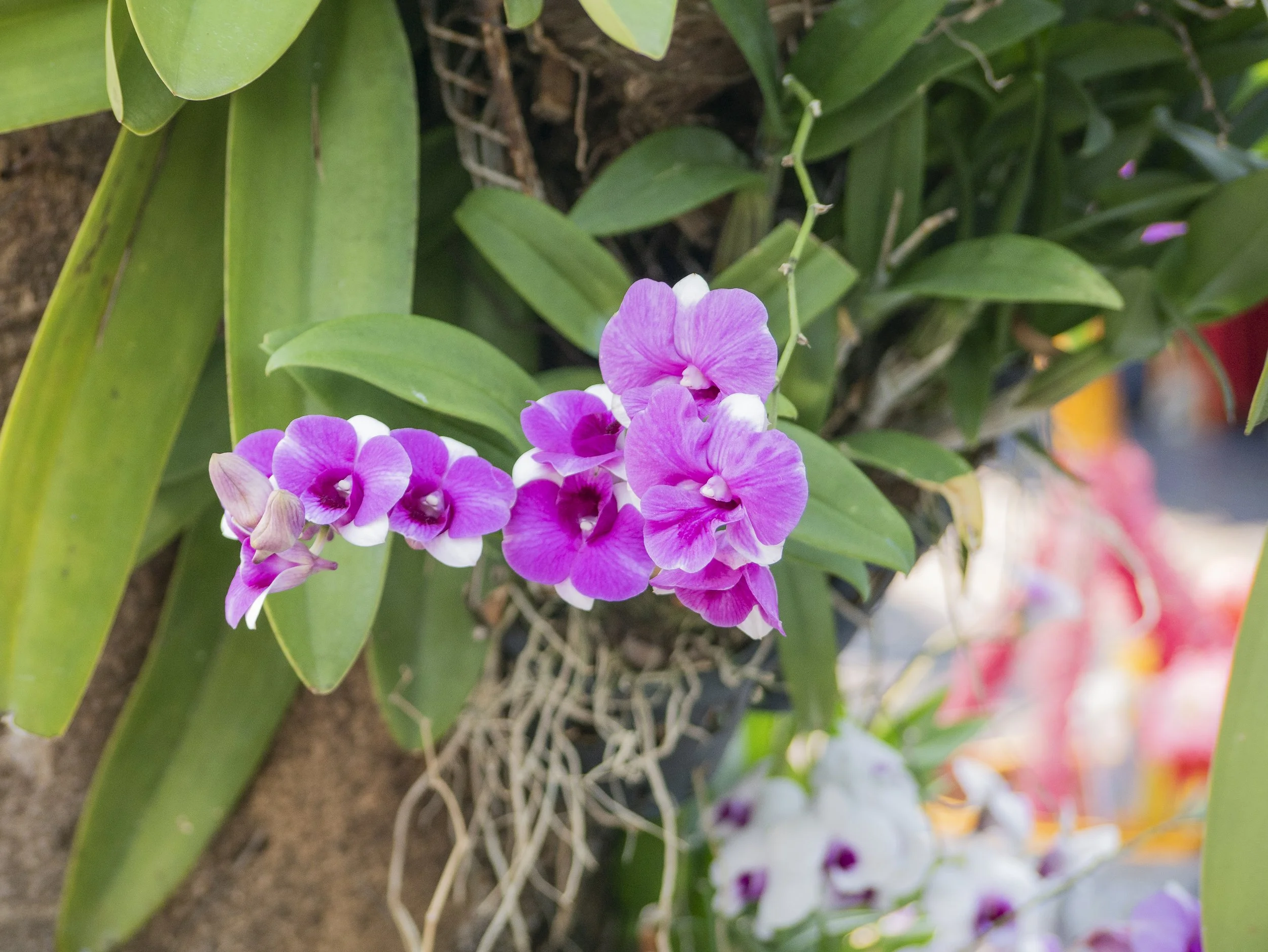 2024-03-Chiang-Rai-Thailand (13 of 85).jpg