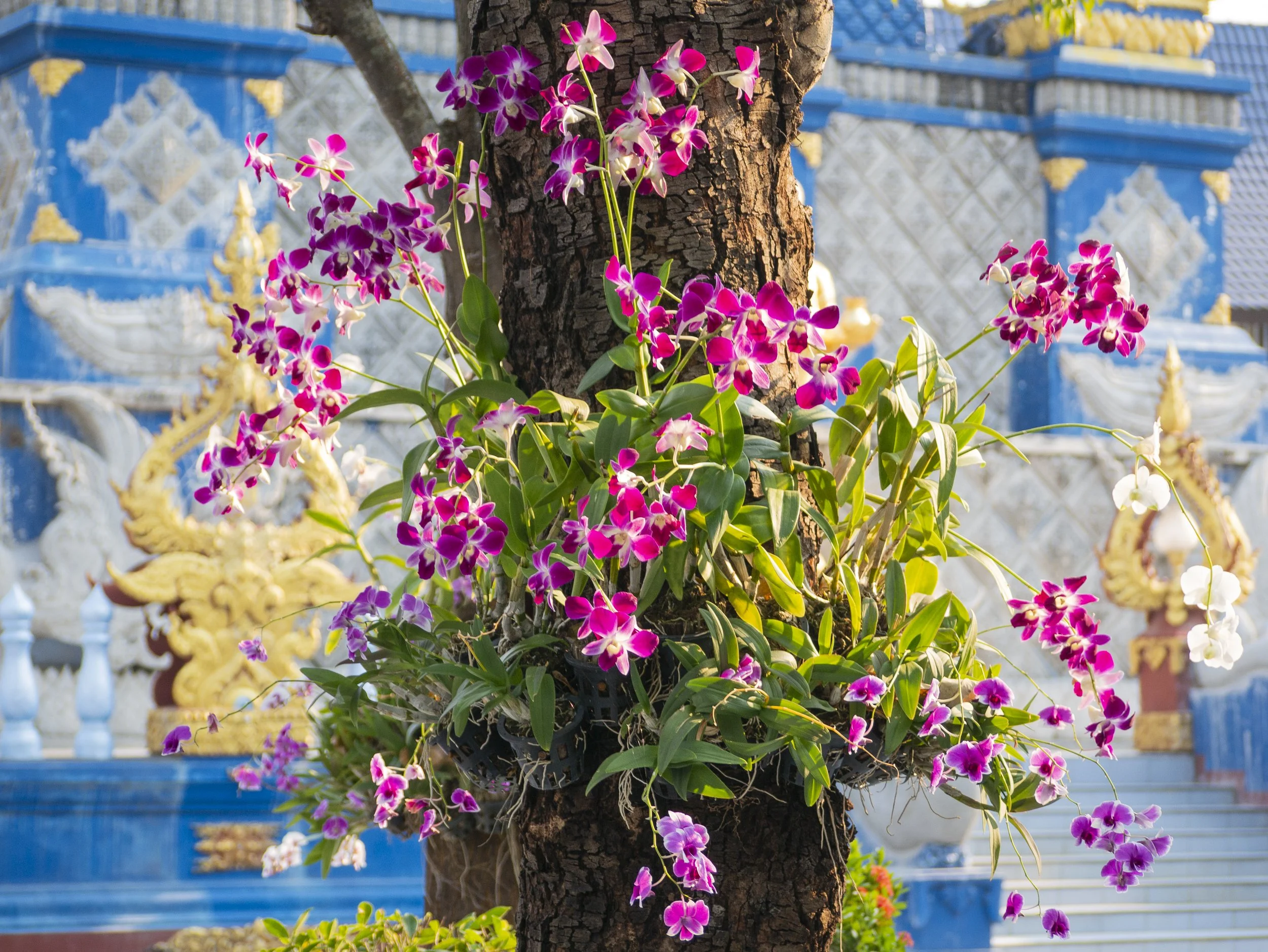 2024-03-Chiang-Rai-Thailand (18 of 85).jpg