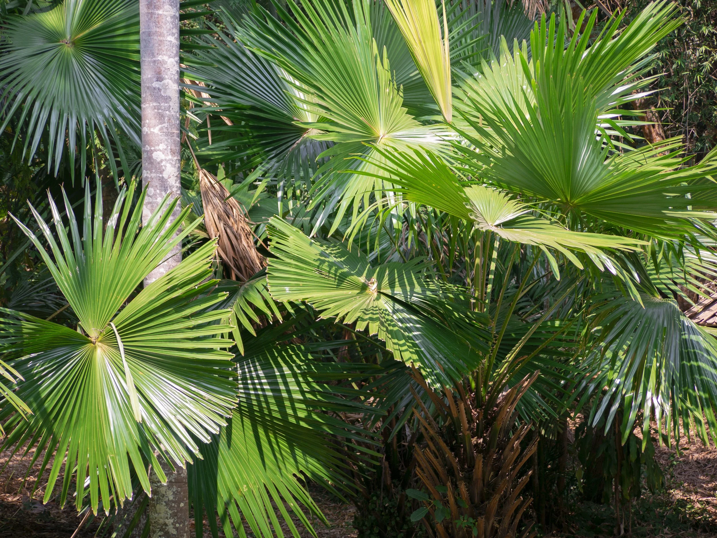 2024-03-Chiang-Rai-Thailand (46 of 85).jpg