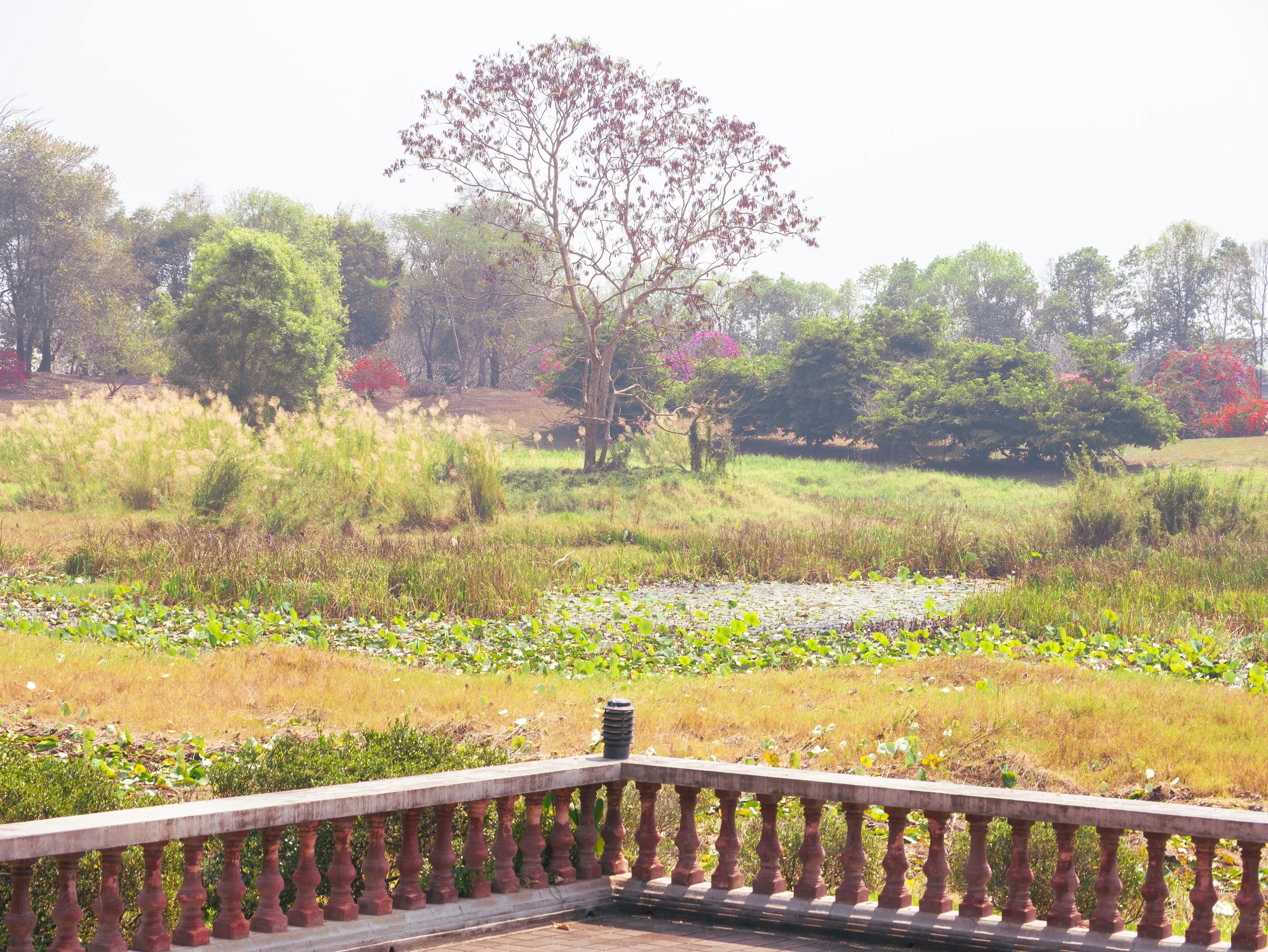 2024-03-Chiang-Rai-Thailand (65 of 85).jpg