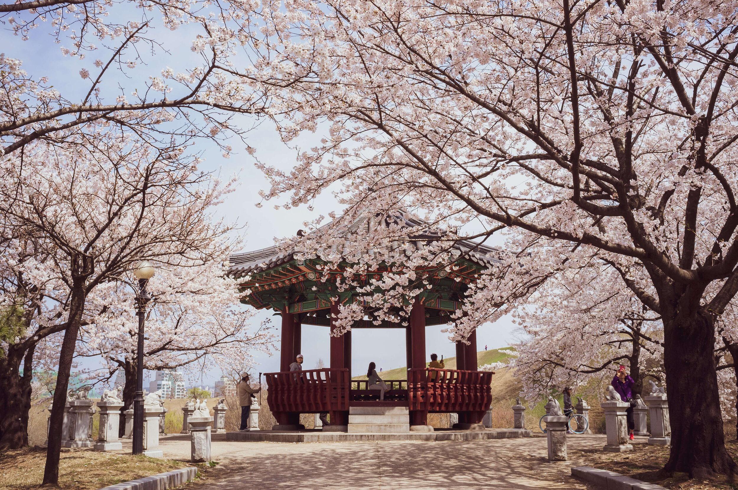 South japan. Сеул Южная Корея Сакура. Корея дворец кёнбоккун цветение Сакуры. Королевский дворец Сеул Сакура. Цветение Сакуры в Южной Корее.
