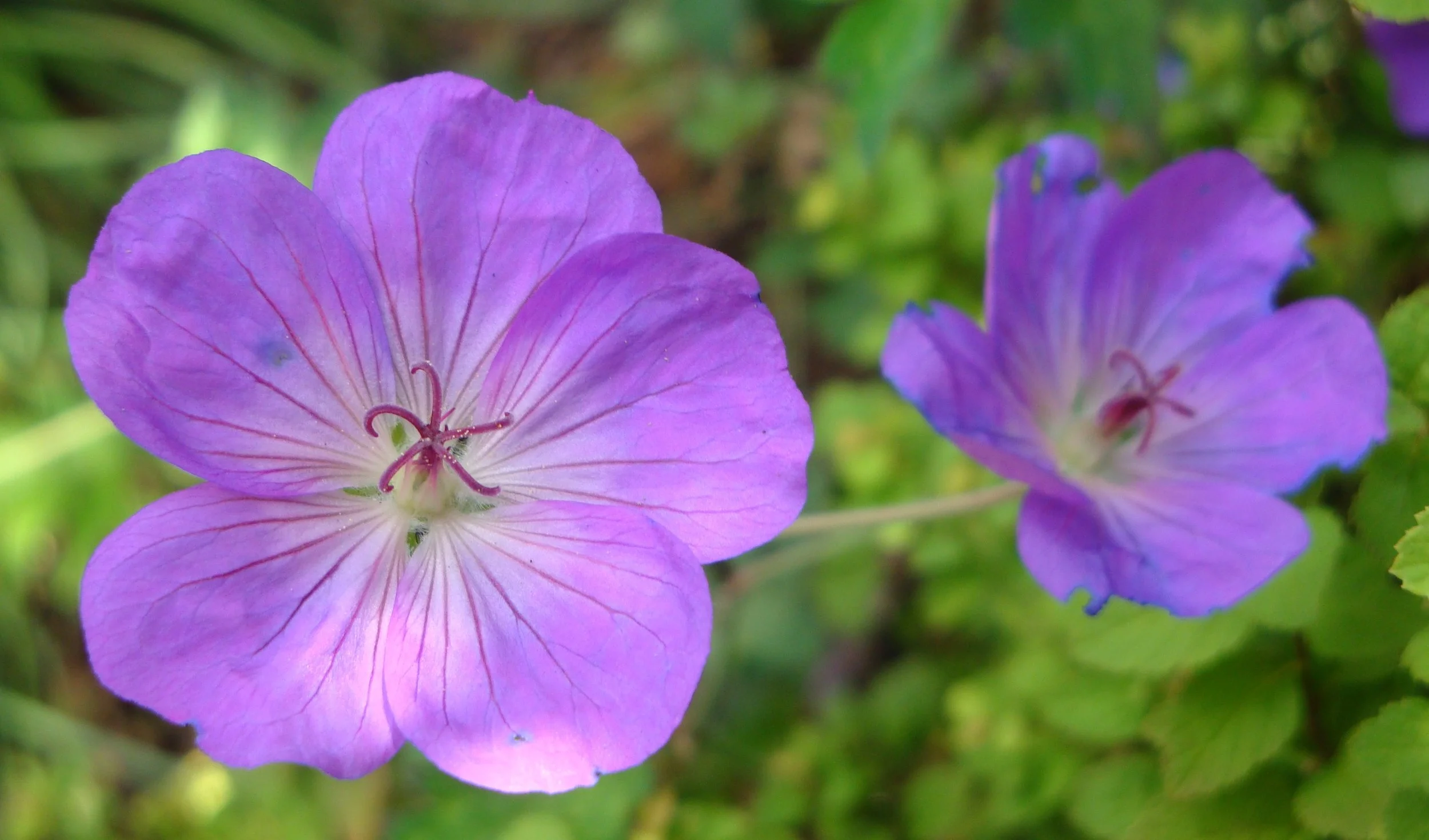 Geranium 'Rozanne'