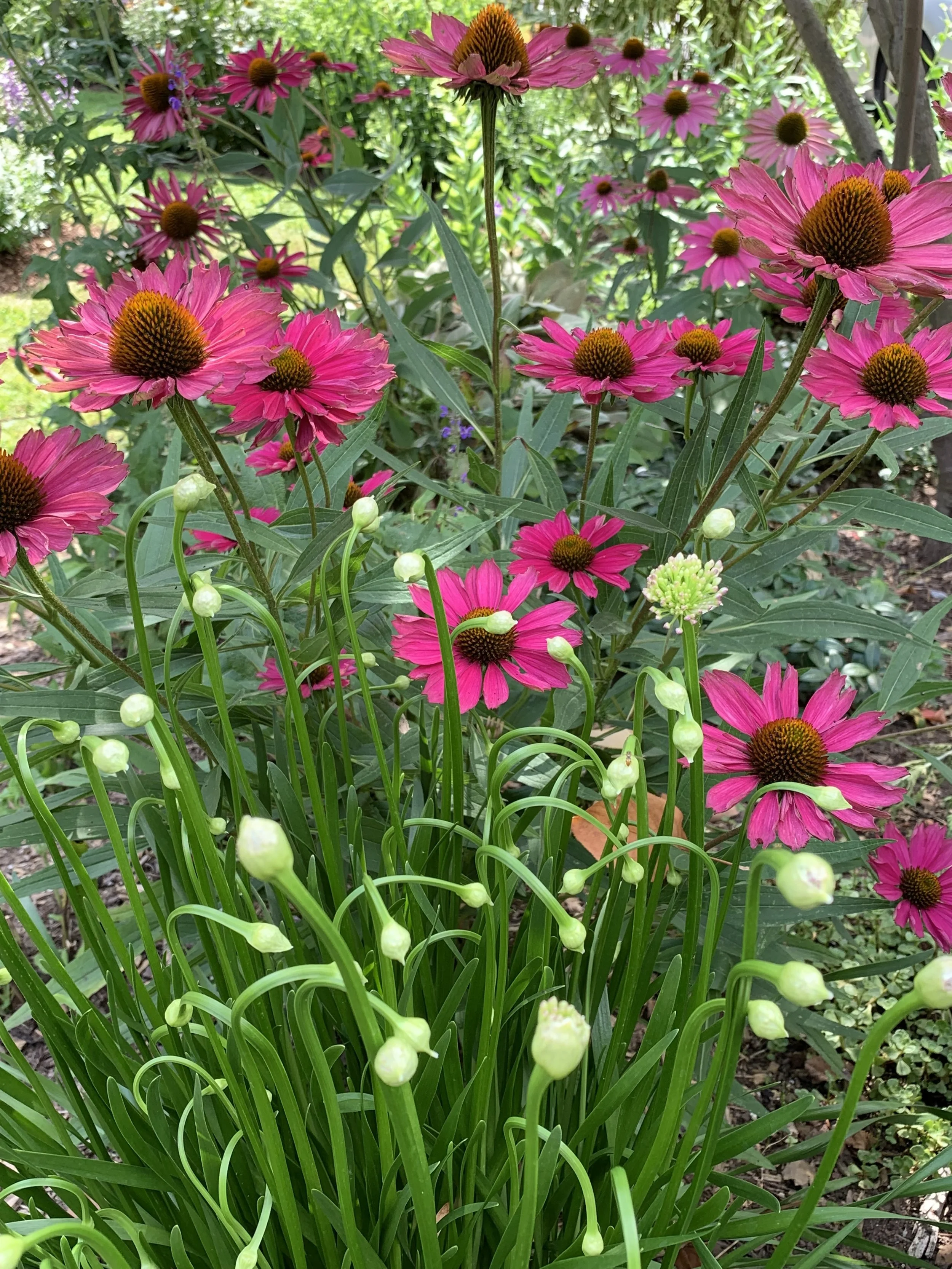 Coneflowers and Alliums