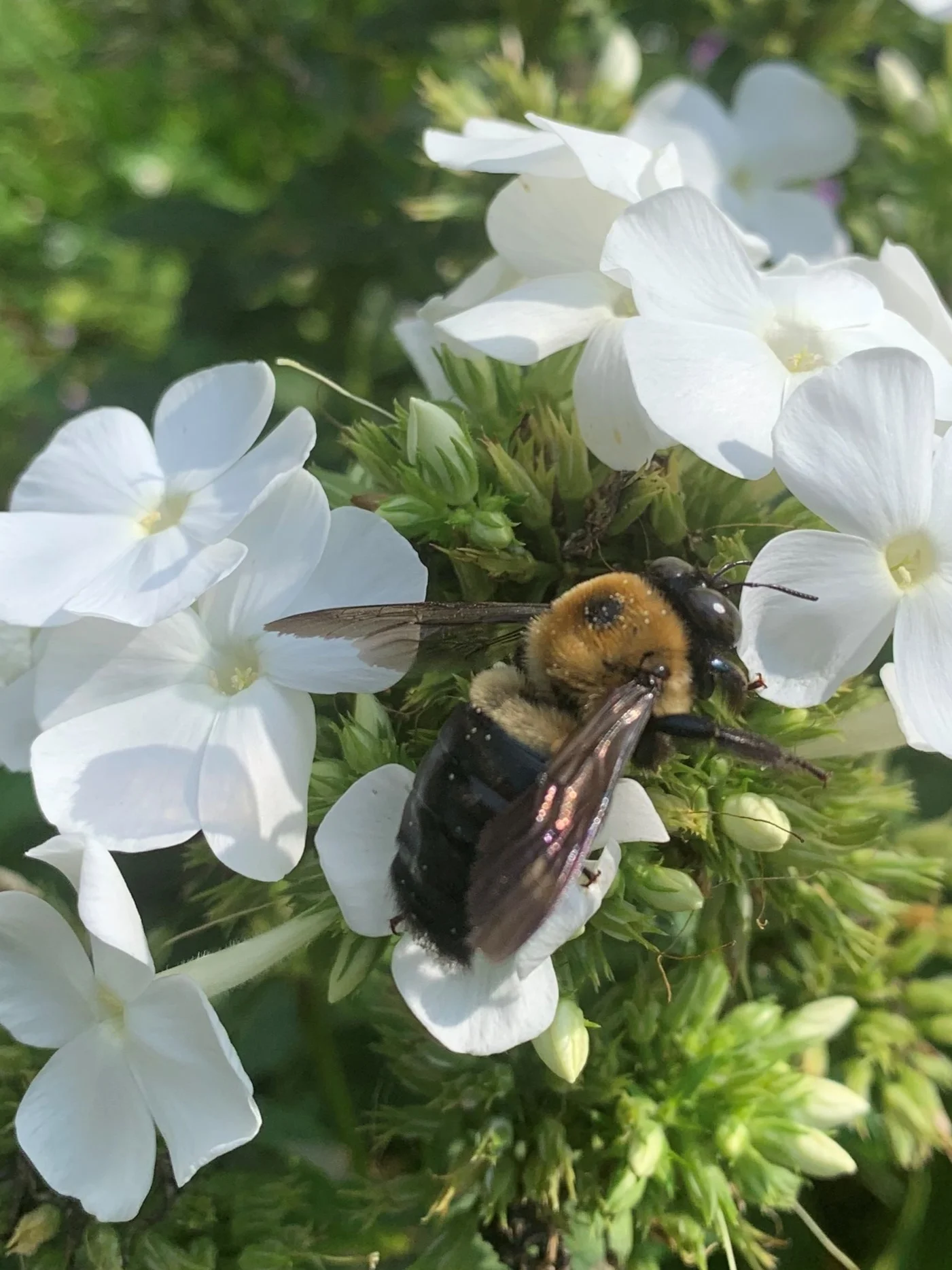 Phlox paniculata 'Peacock White'