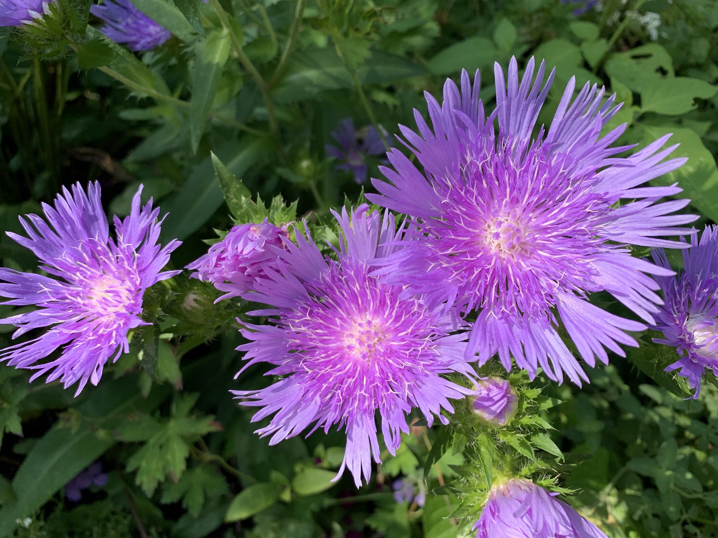 Stokes' Aster 'Peachie's Pick'