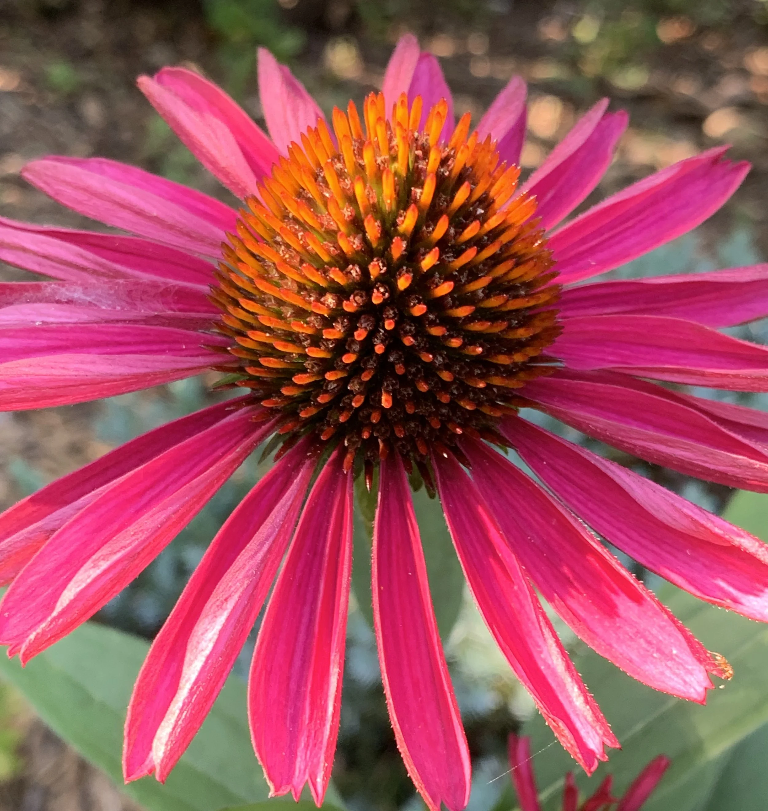 Coneflower