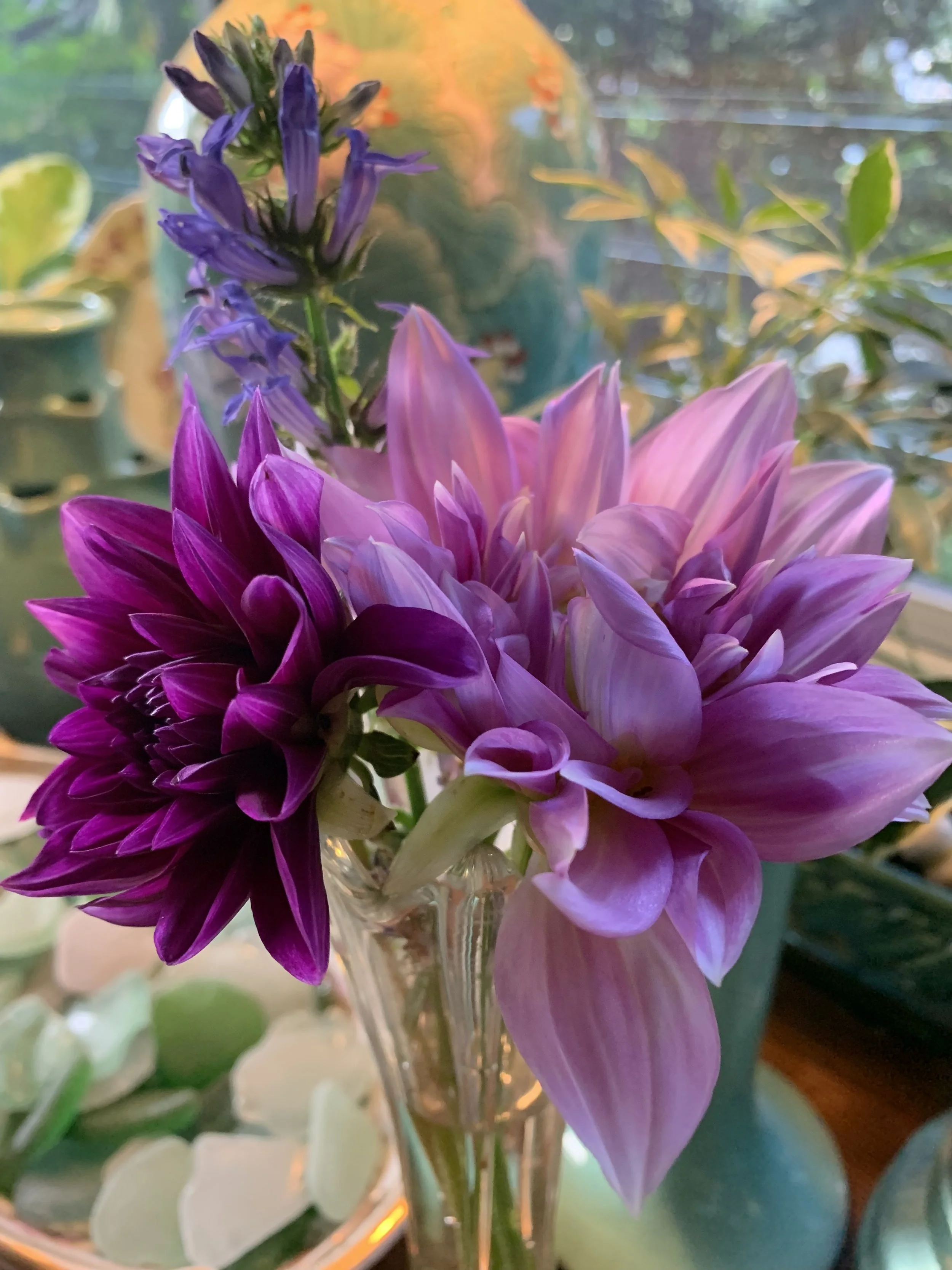 Freshly Picked Dahlias