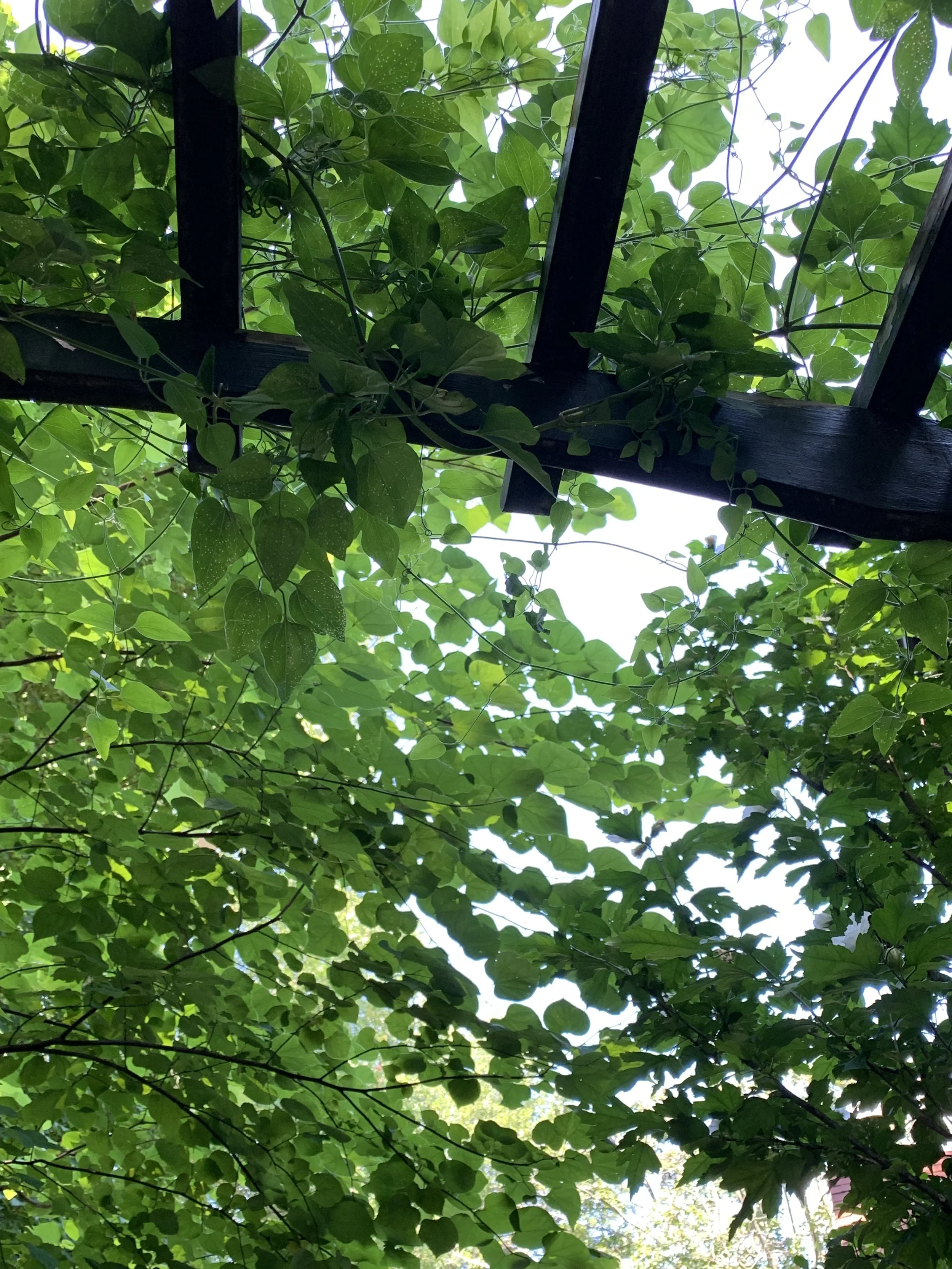 A Canopy of Green