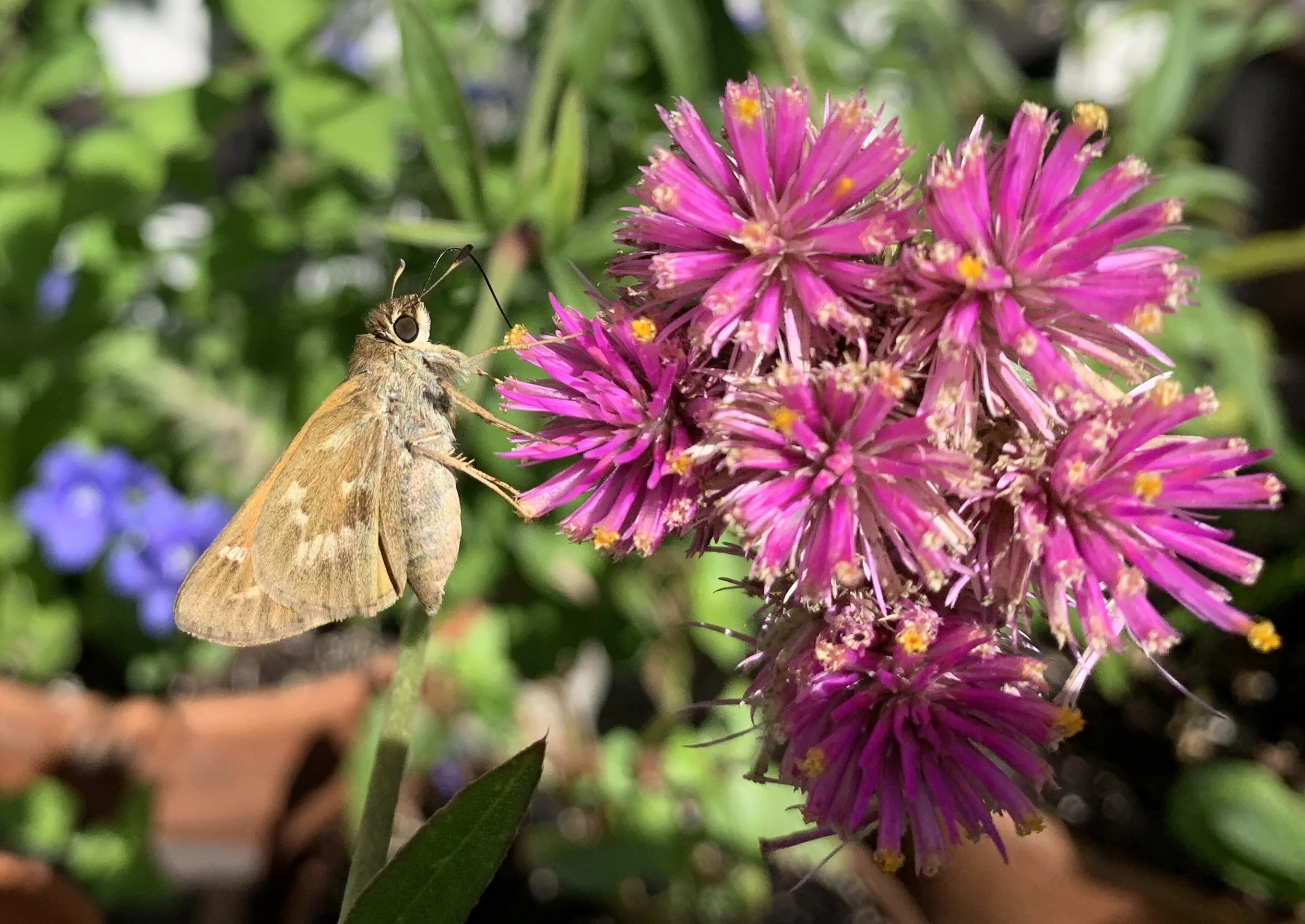 Enjoying the Flowers!