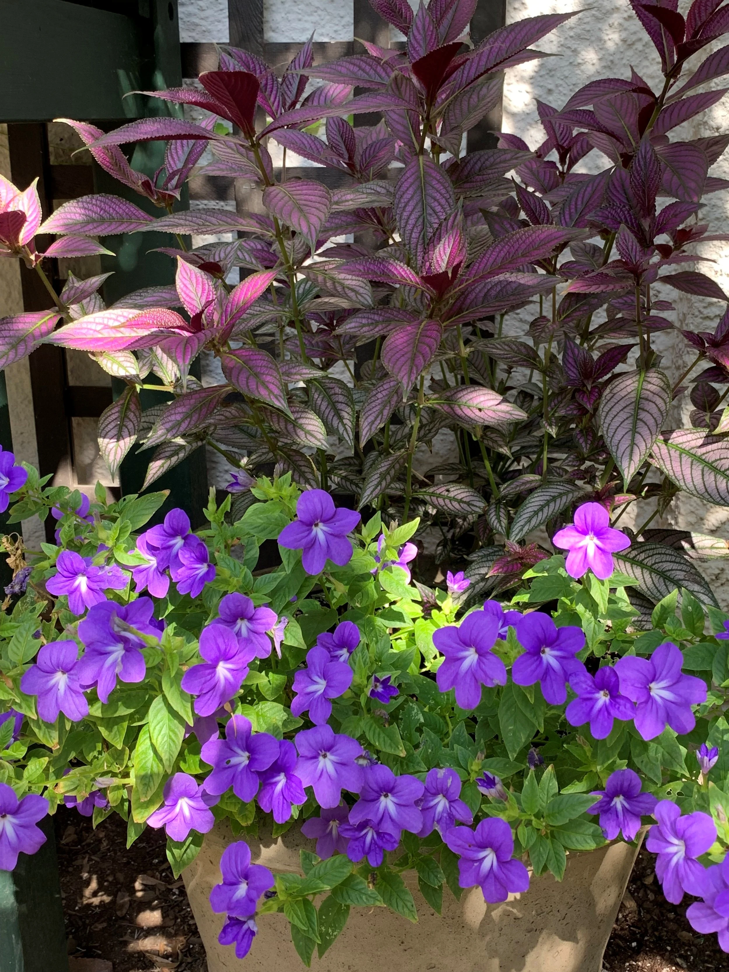 Pots of Persian Shield and Browallia
