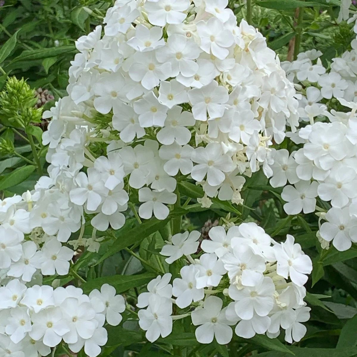 Phlox 'Peacock White'