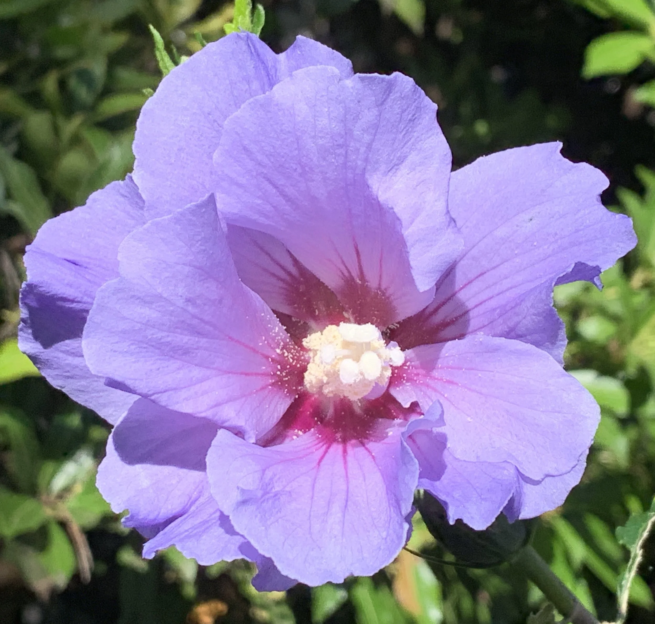 'Blue Satin' Rose of Sharon