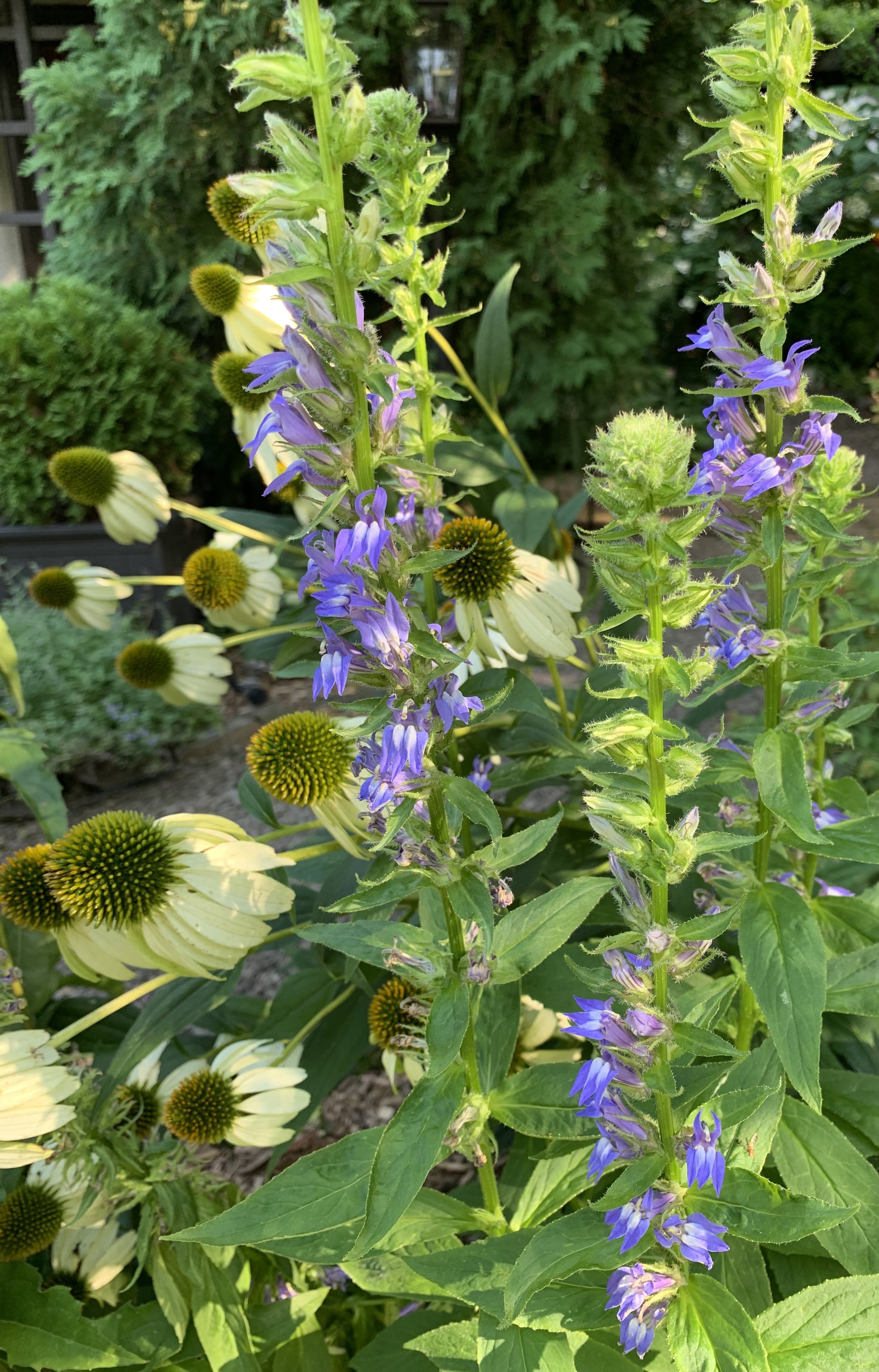 Lobelia and Coneflowers