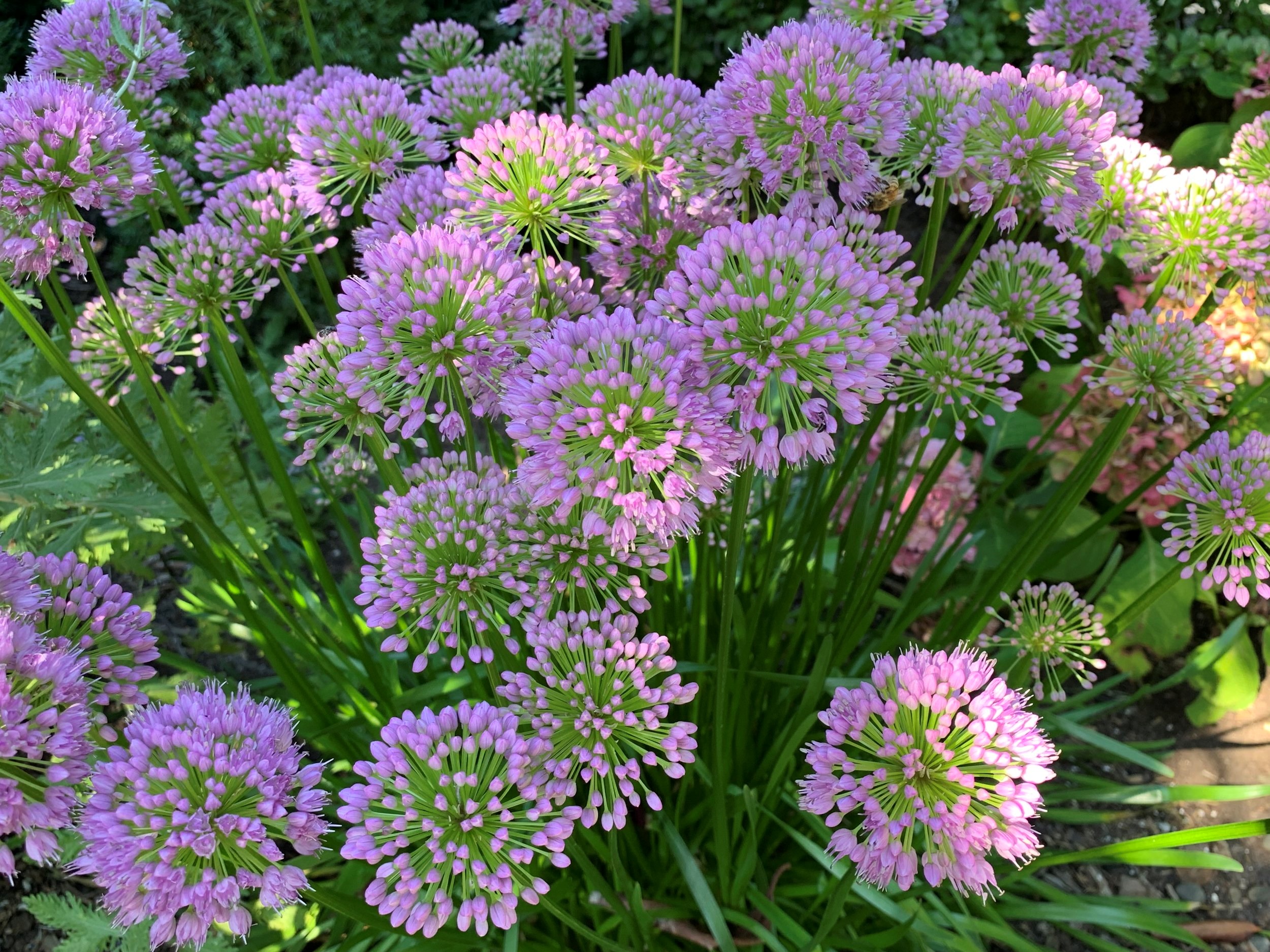 Allium 'Millenium'
