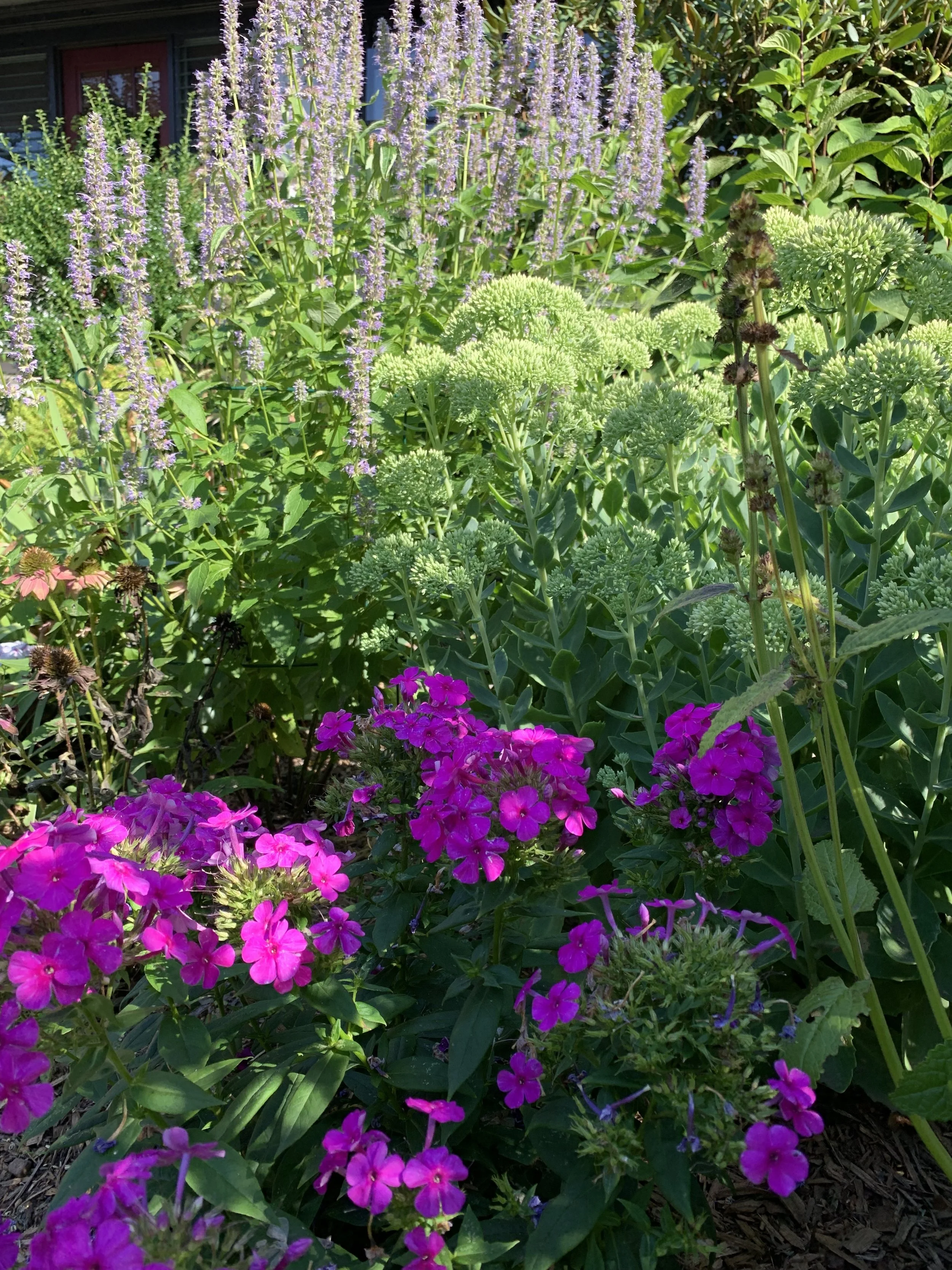 Flowers in The Front Border, Elm Cottage
