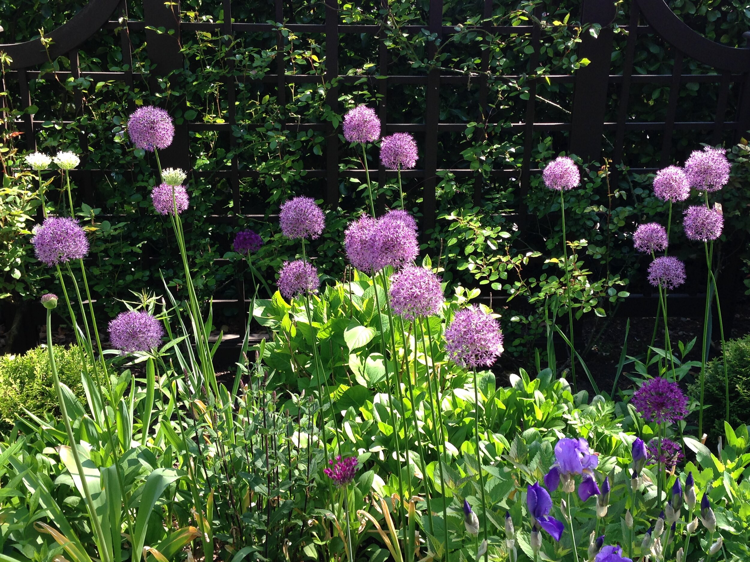 Alliums in Springtime!