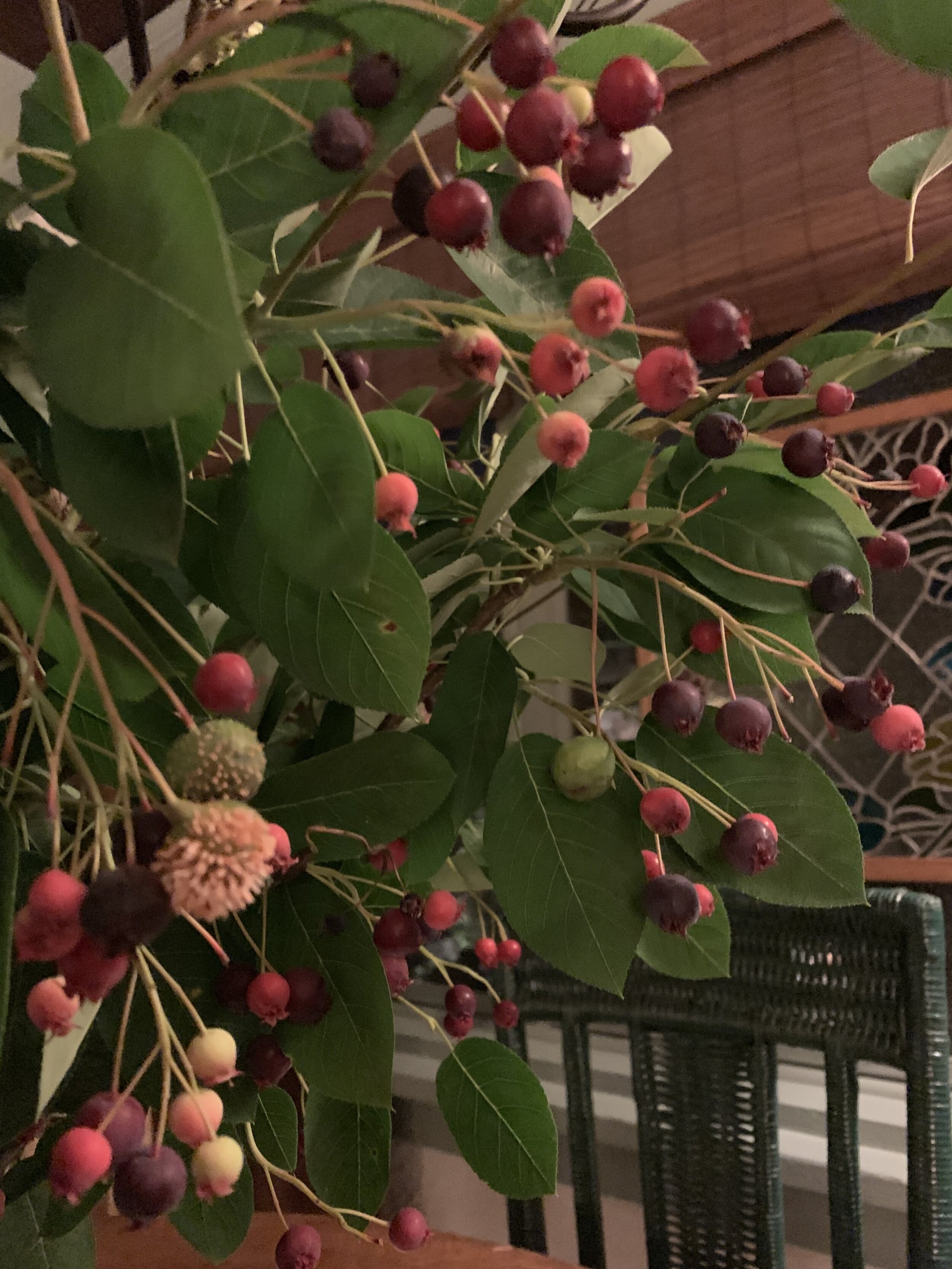 Amelanchier Branches