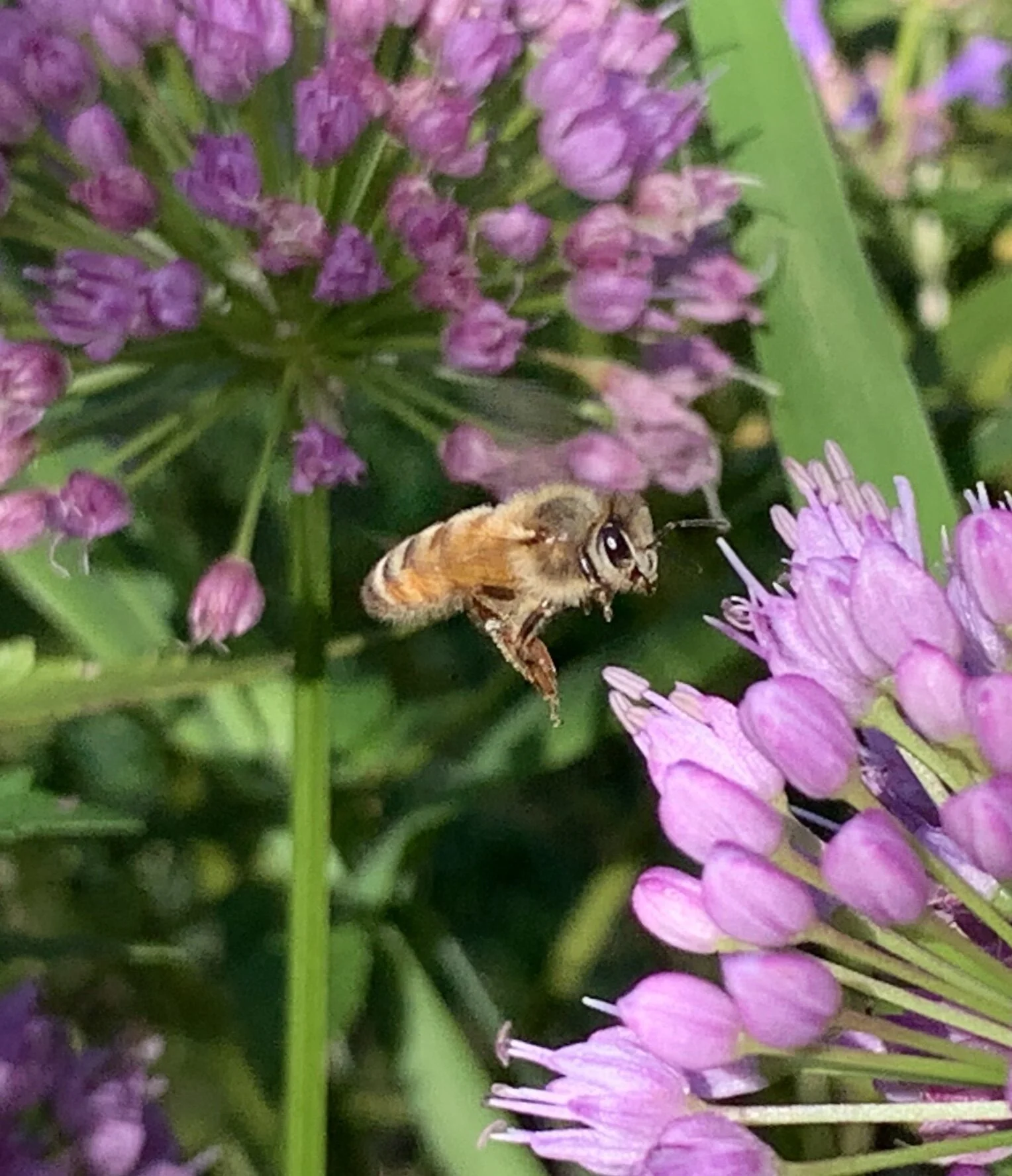 Honey Bee and Allium