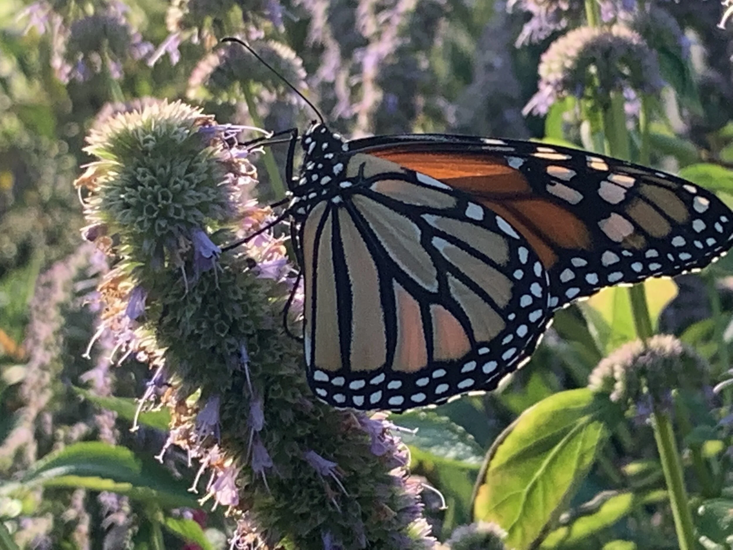 Monarch Butterly