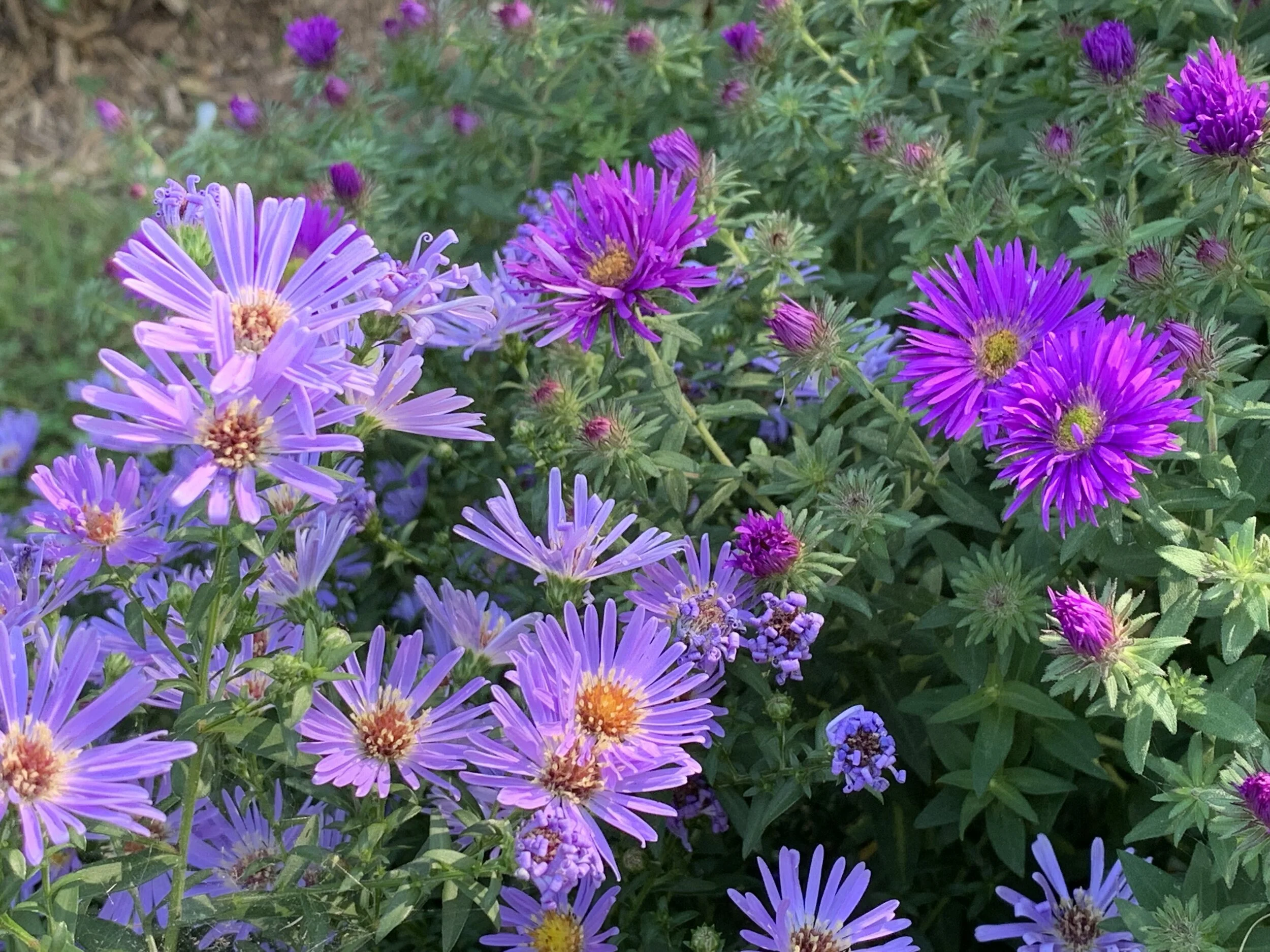 Fall Blooming Asters
