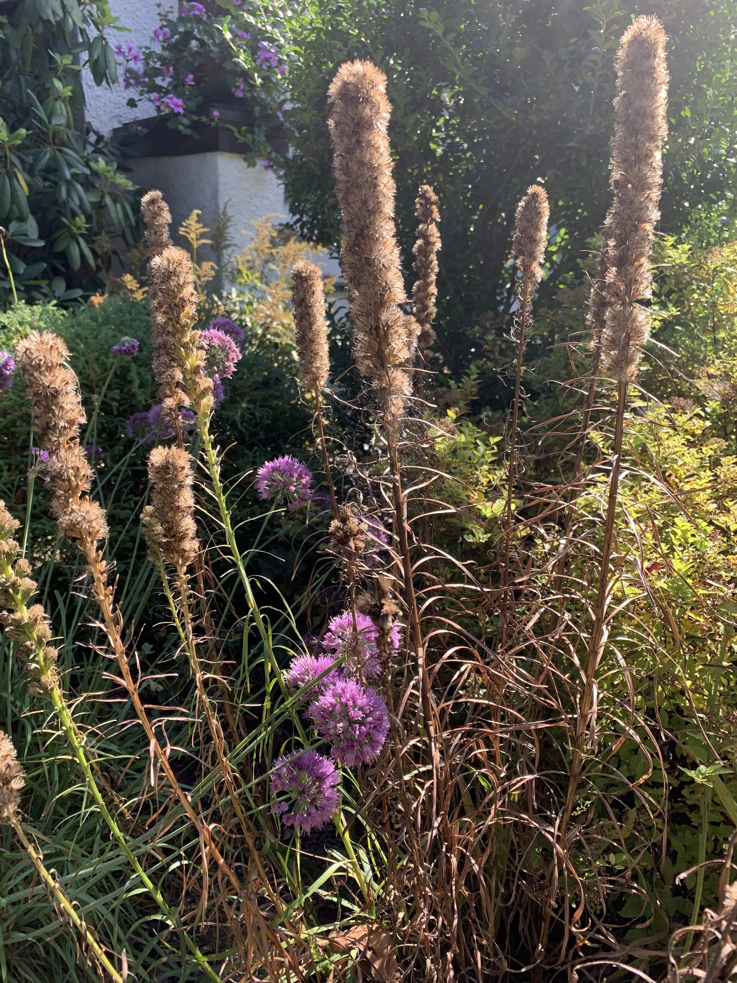 Liatris and Allium 'Millenium'