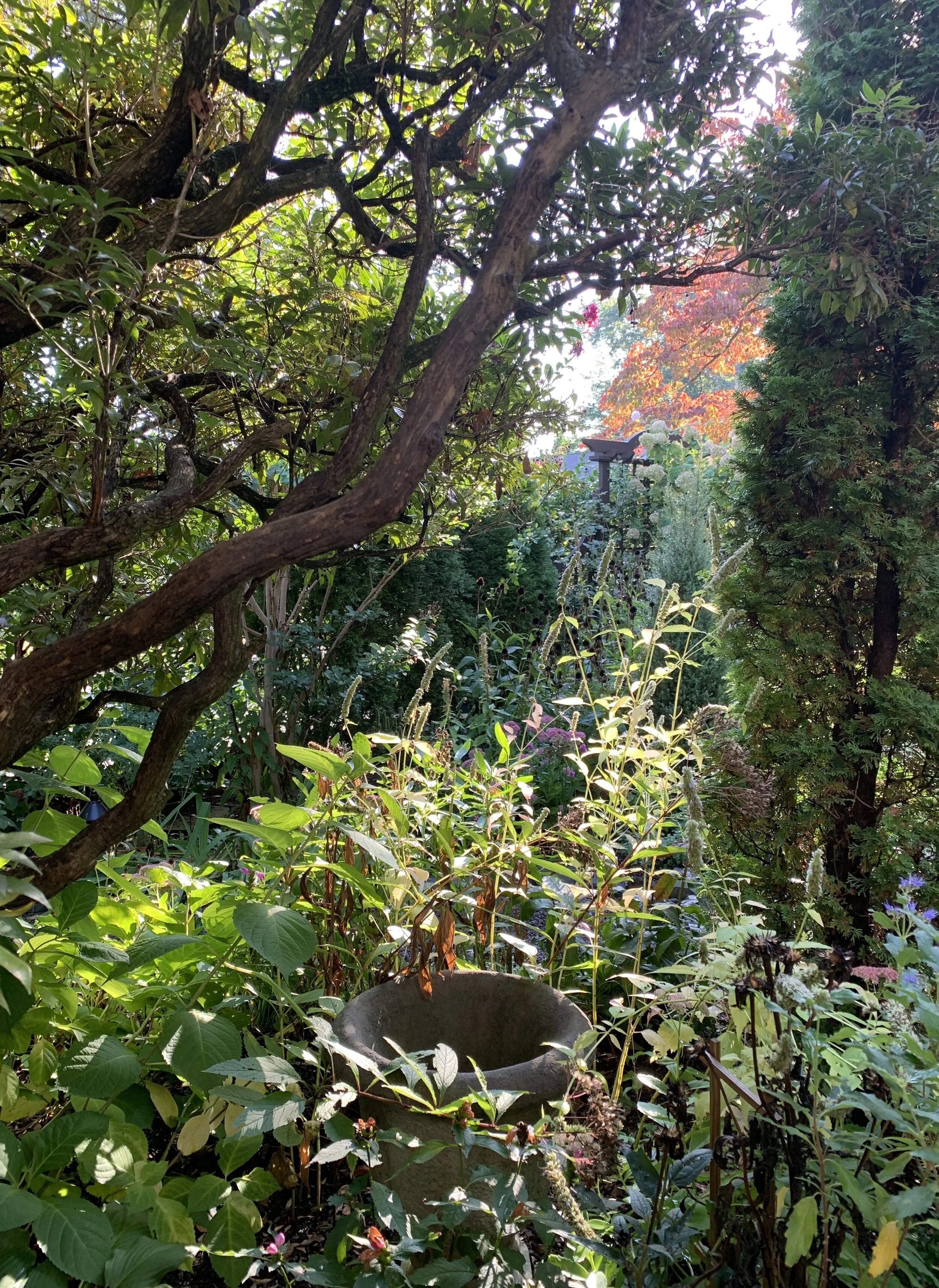 Autumn Garden View